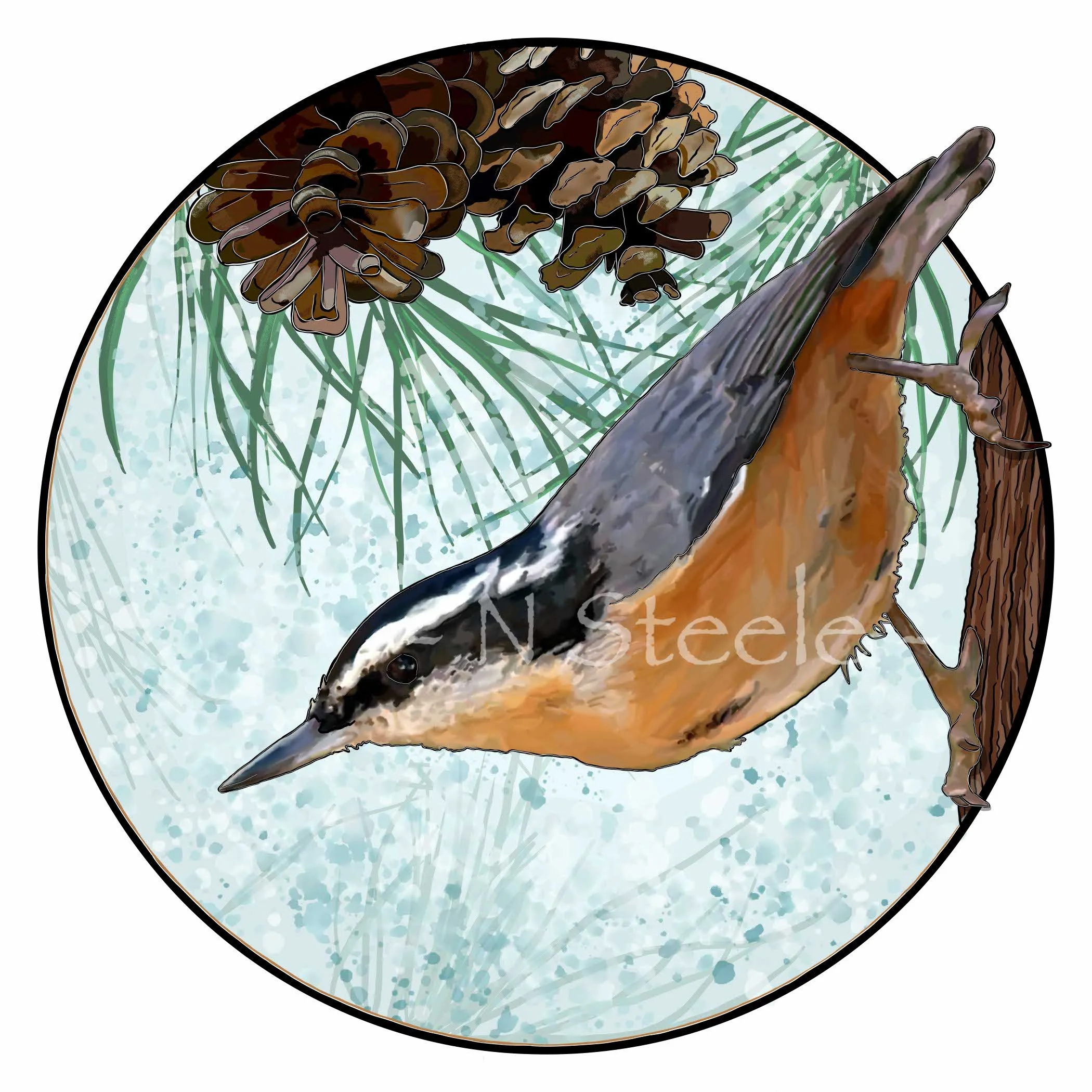 Red-breasted Nuthatch