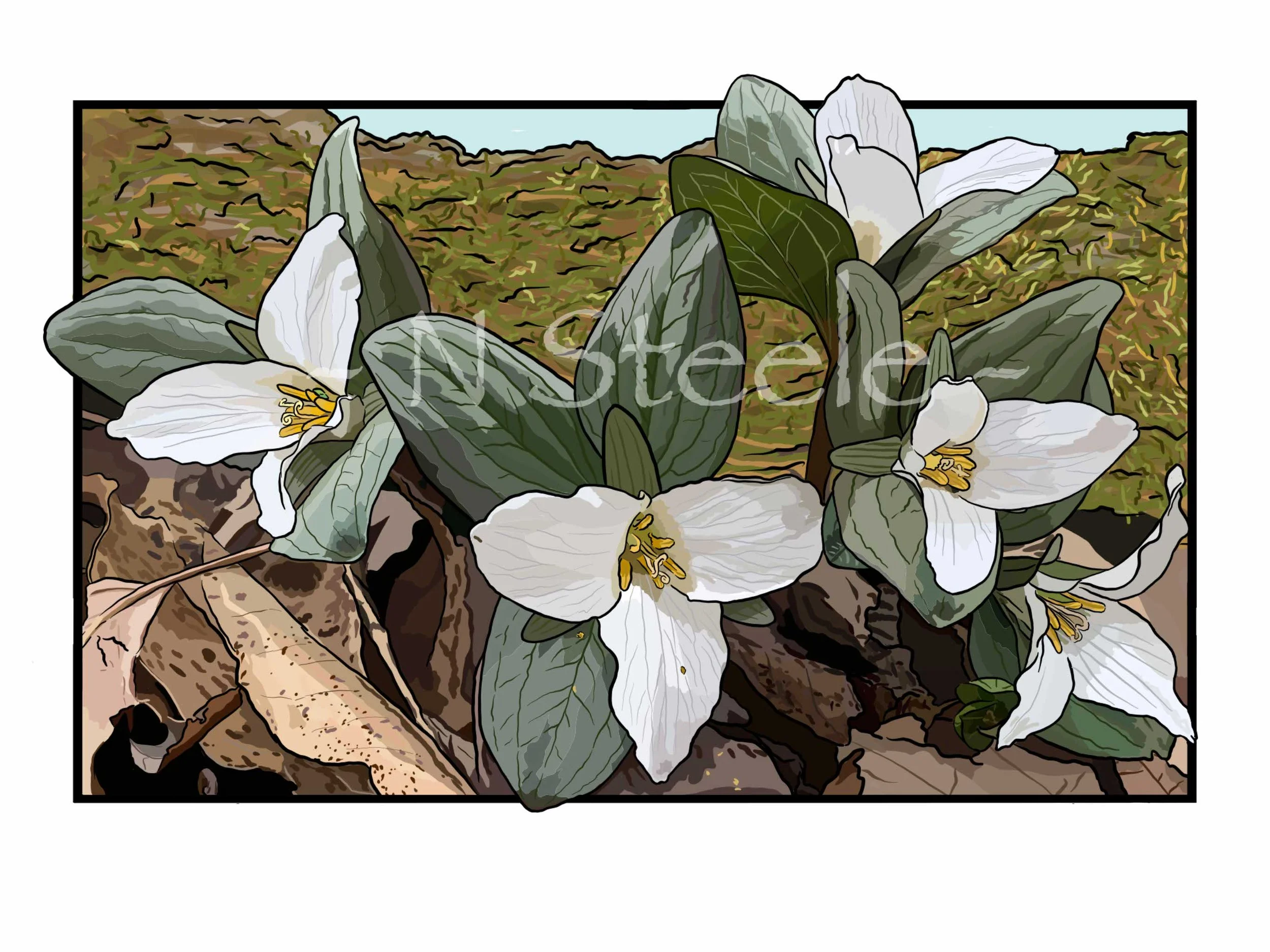 Snow Trillium