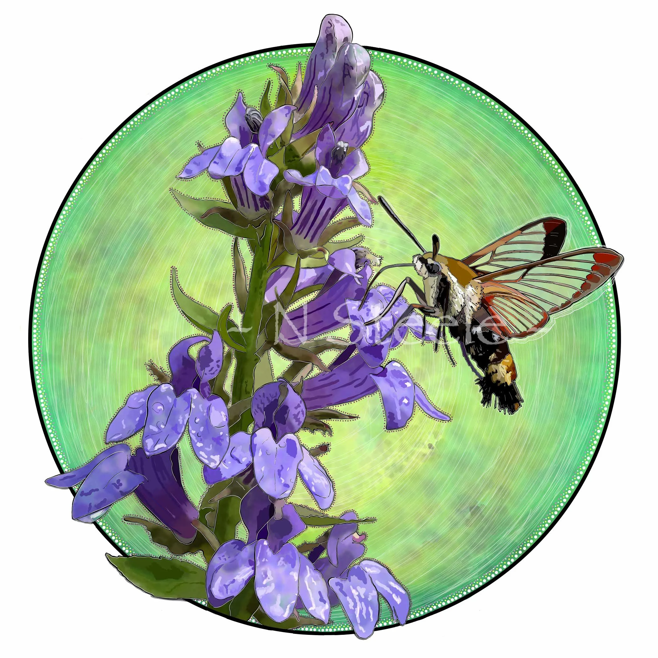Hummingbird Clearwing Moth