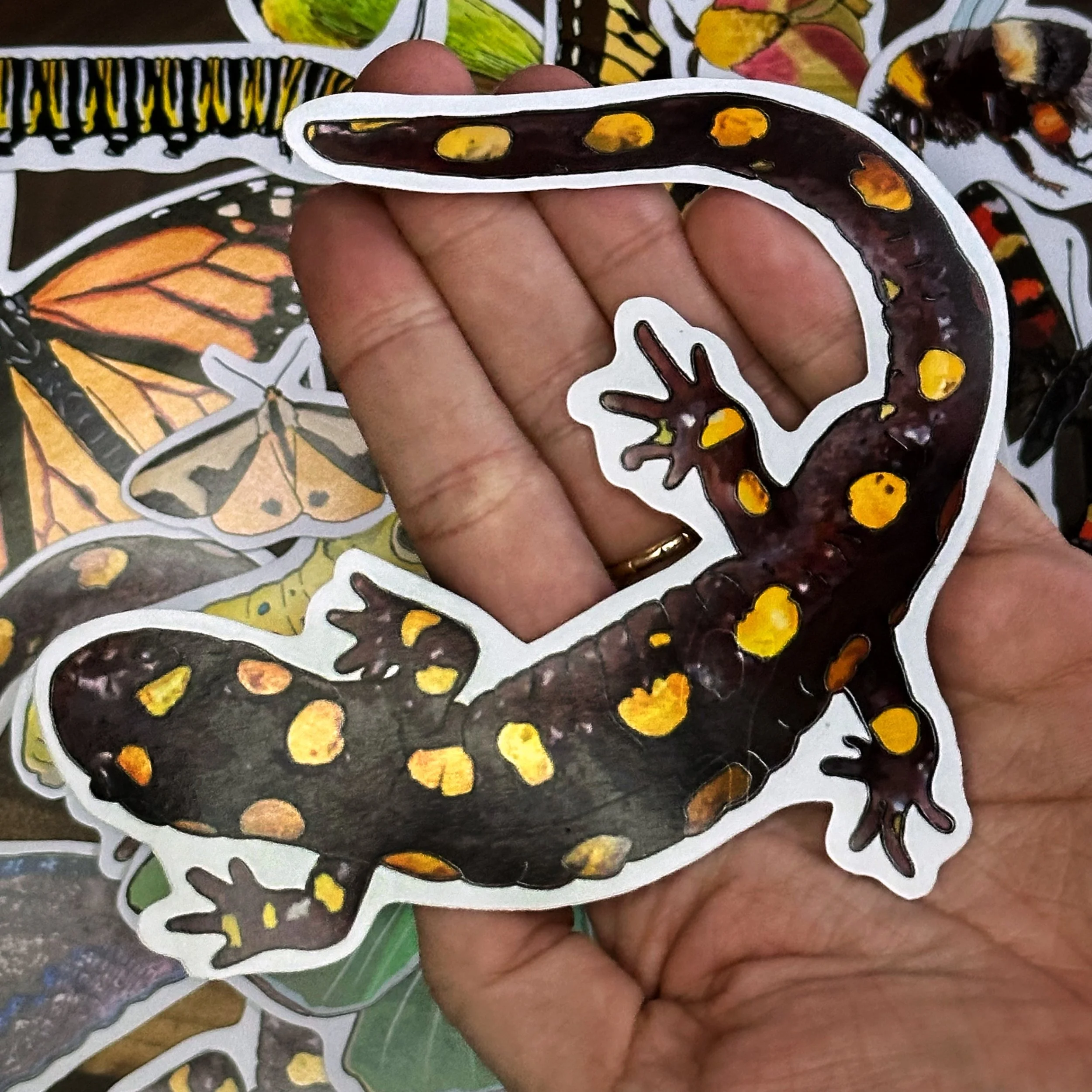 Spotted salamander sticker held above a pile of other stickers