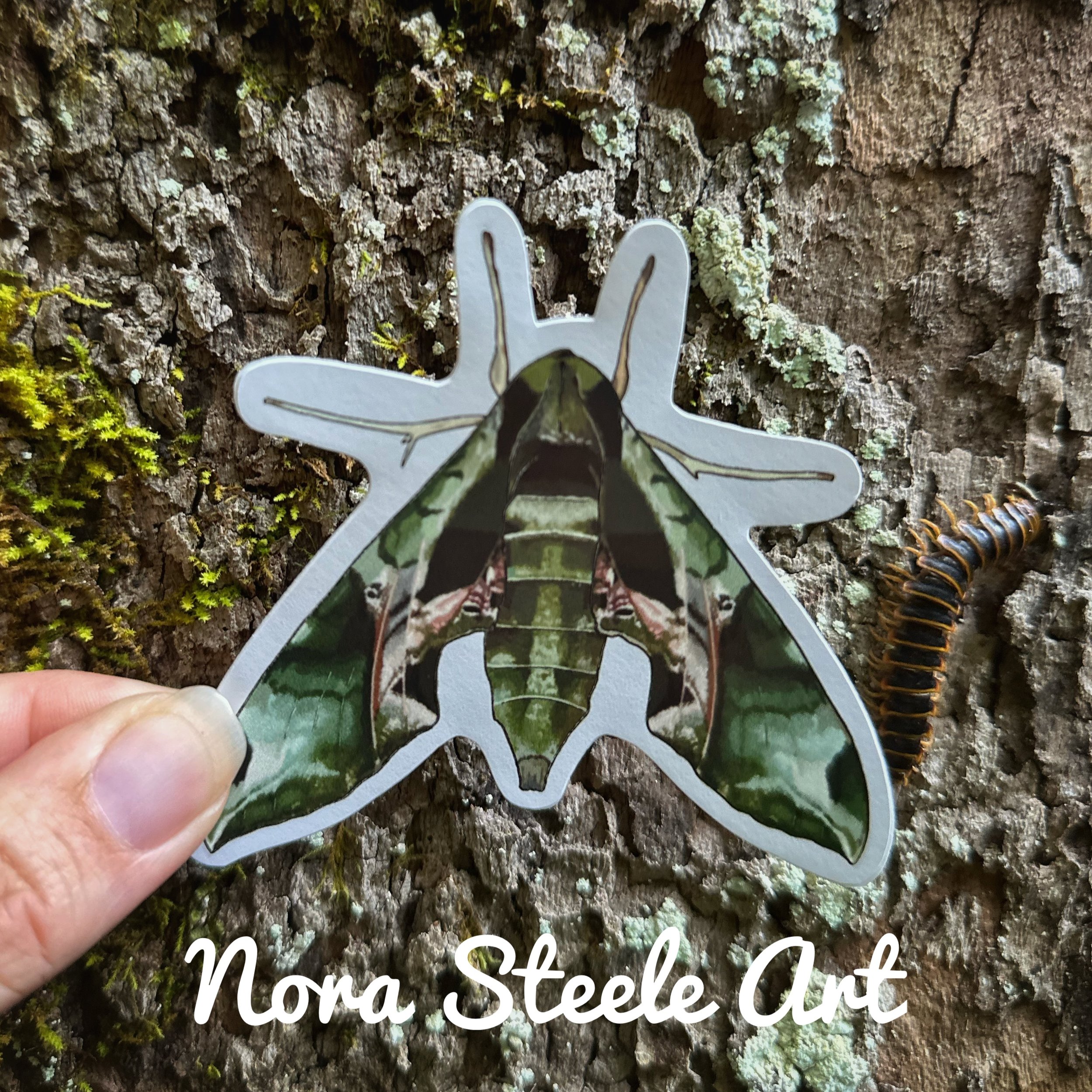 Waterproof Sticker - Pandorus Sphinx Moth