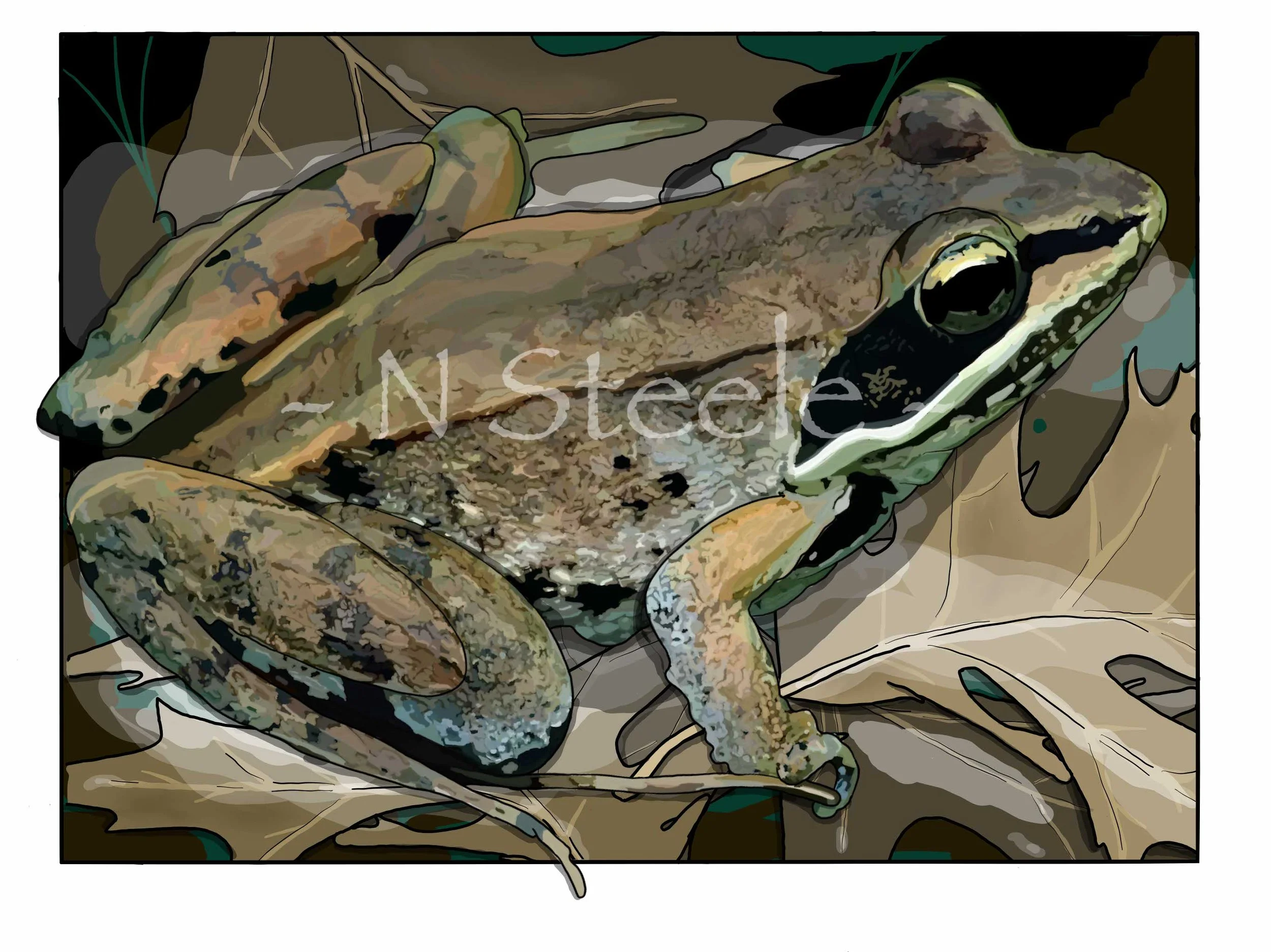 Wood Frog