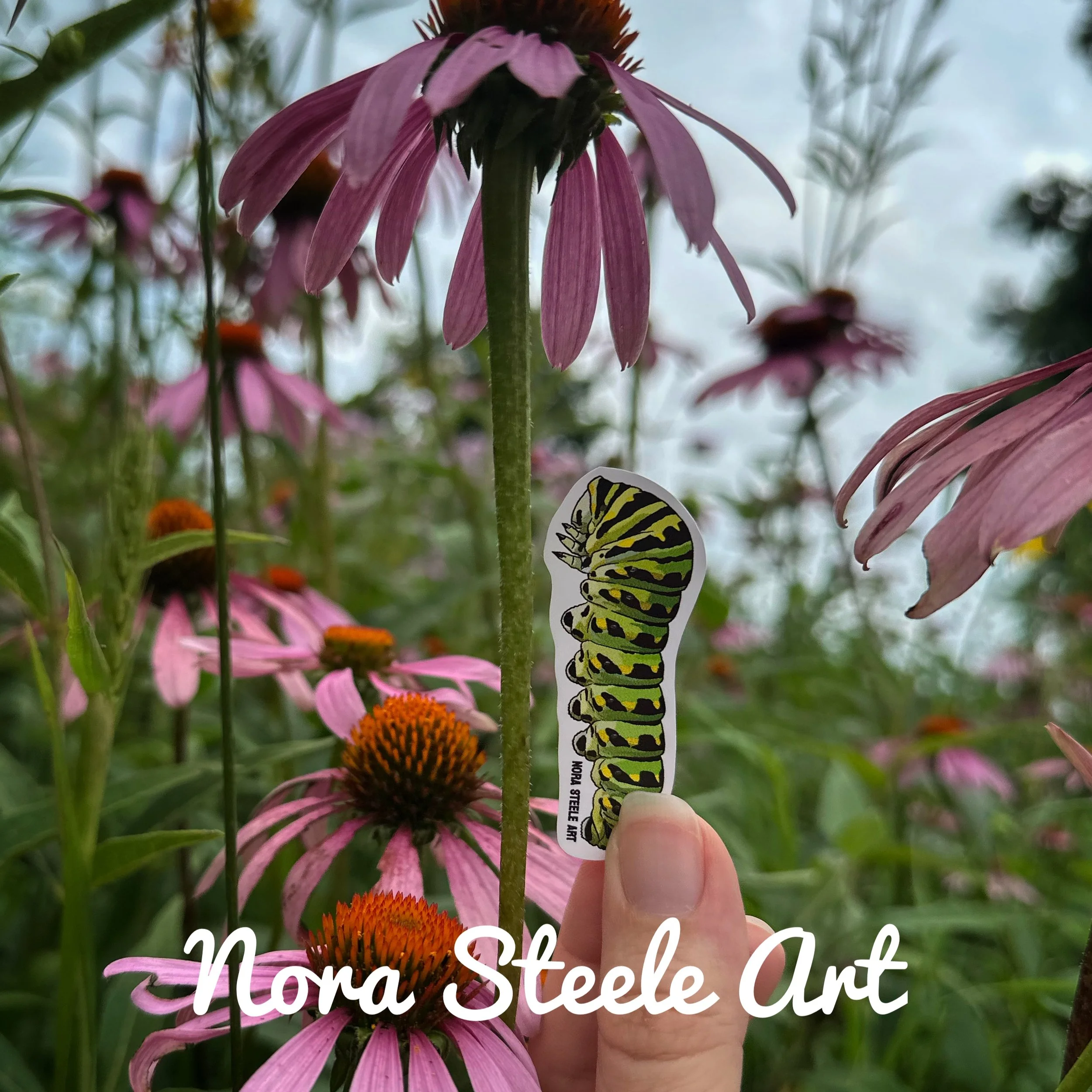Black swallowtail caterpillar sticker on coneflower
