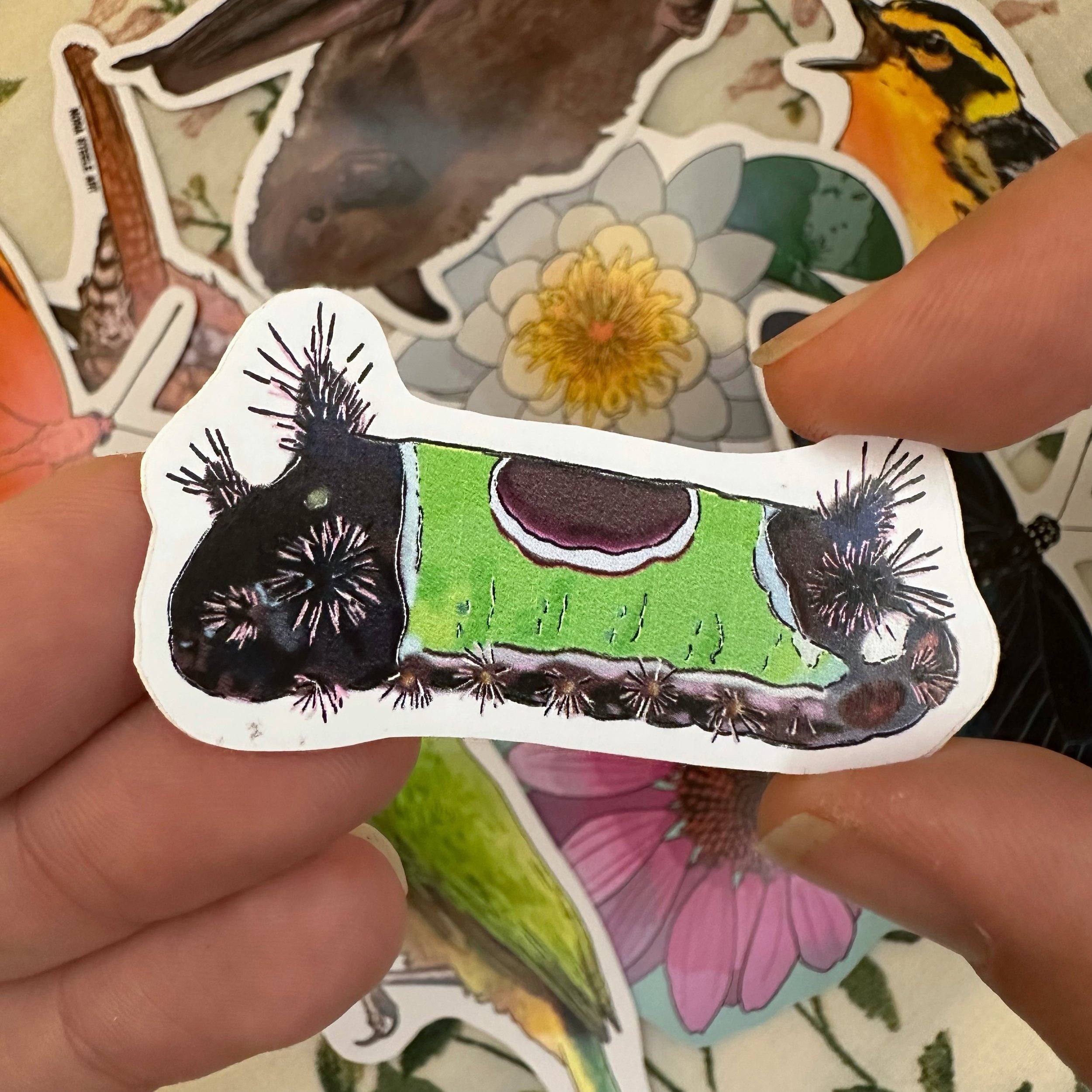 Saddleback caterpillar sticker held above a pile of other stickers
