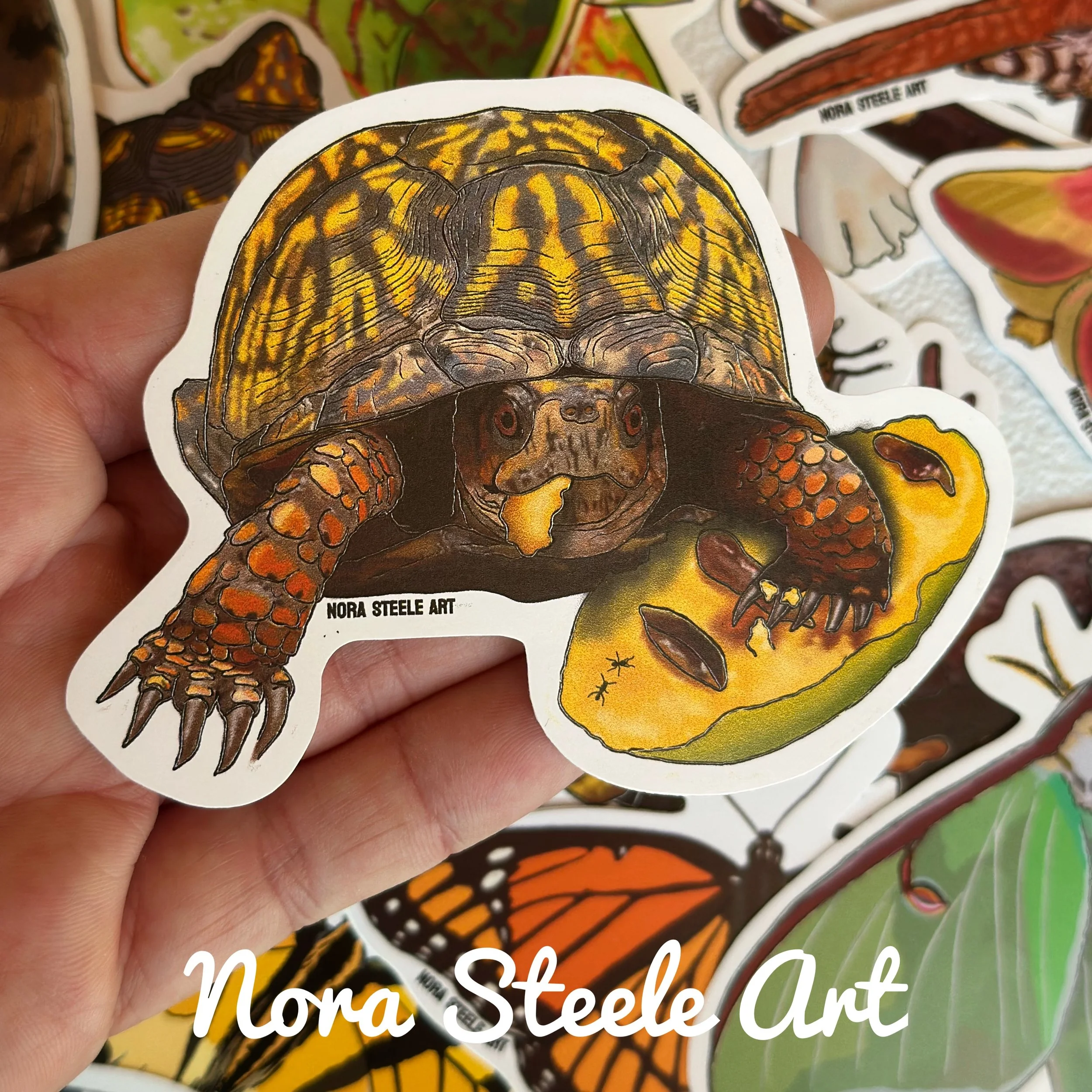 Eastern box turtle with pawpaw fruit sticker in hand