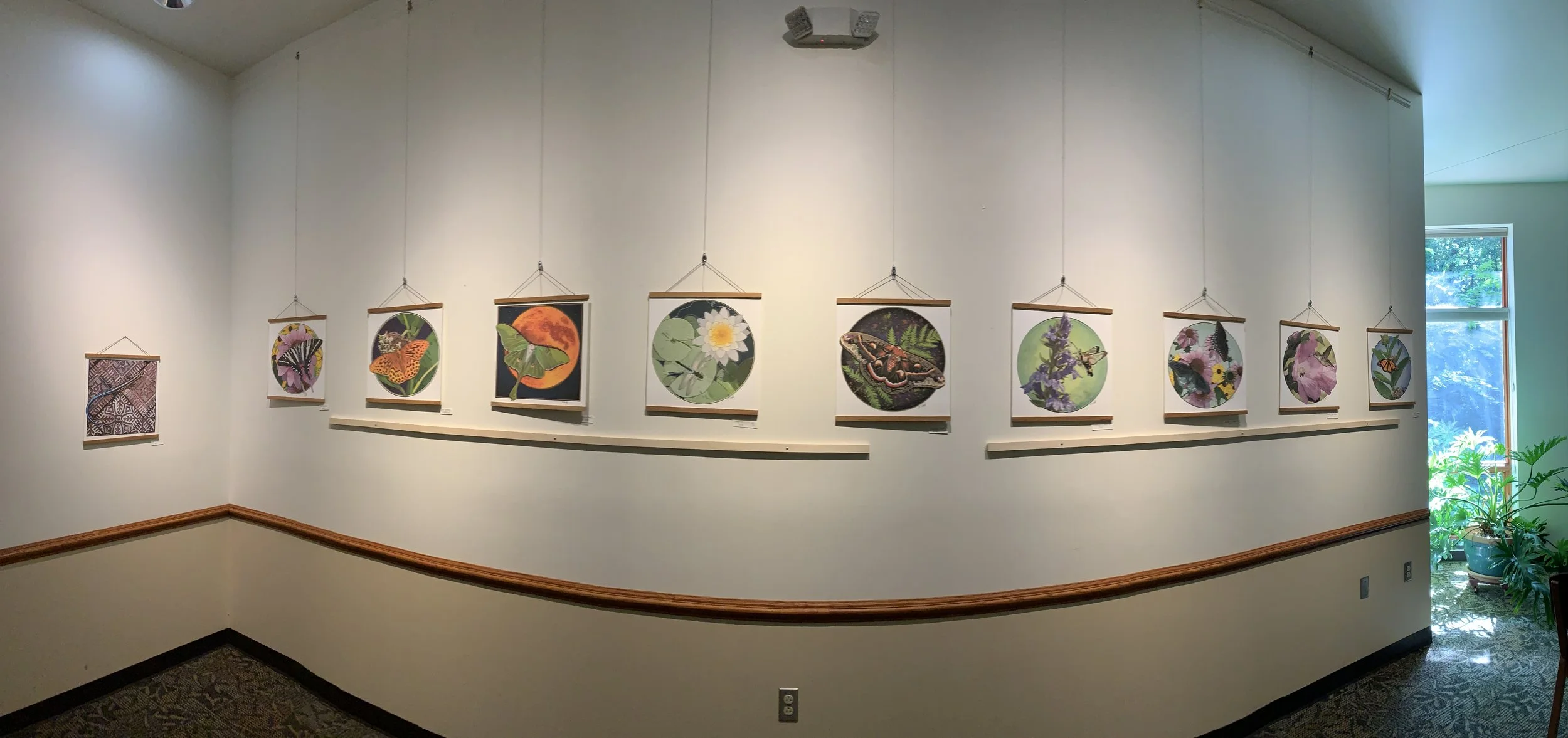 A curved white gallery wall displaying ten hanging framed nature illustrations, including butterflies, flowers, insects, and frogs, with a window and potted plants visible on the right side.