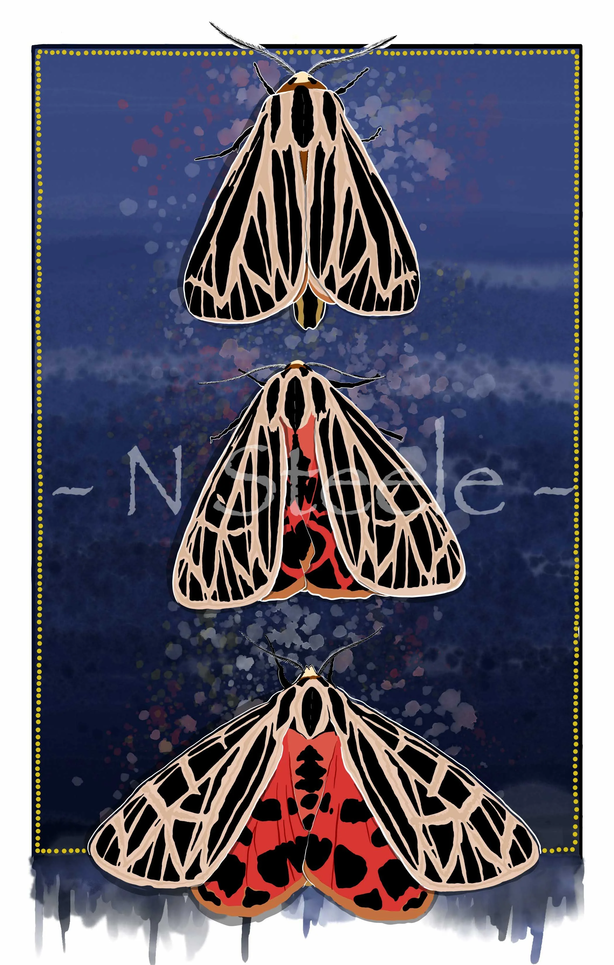 Virgin Tiger Moth