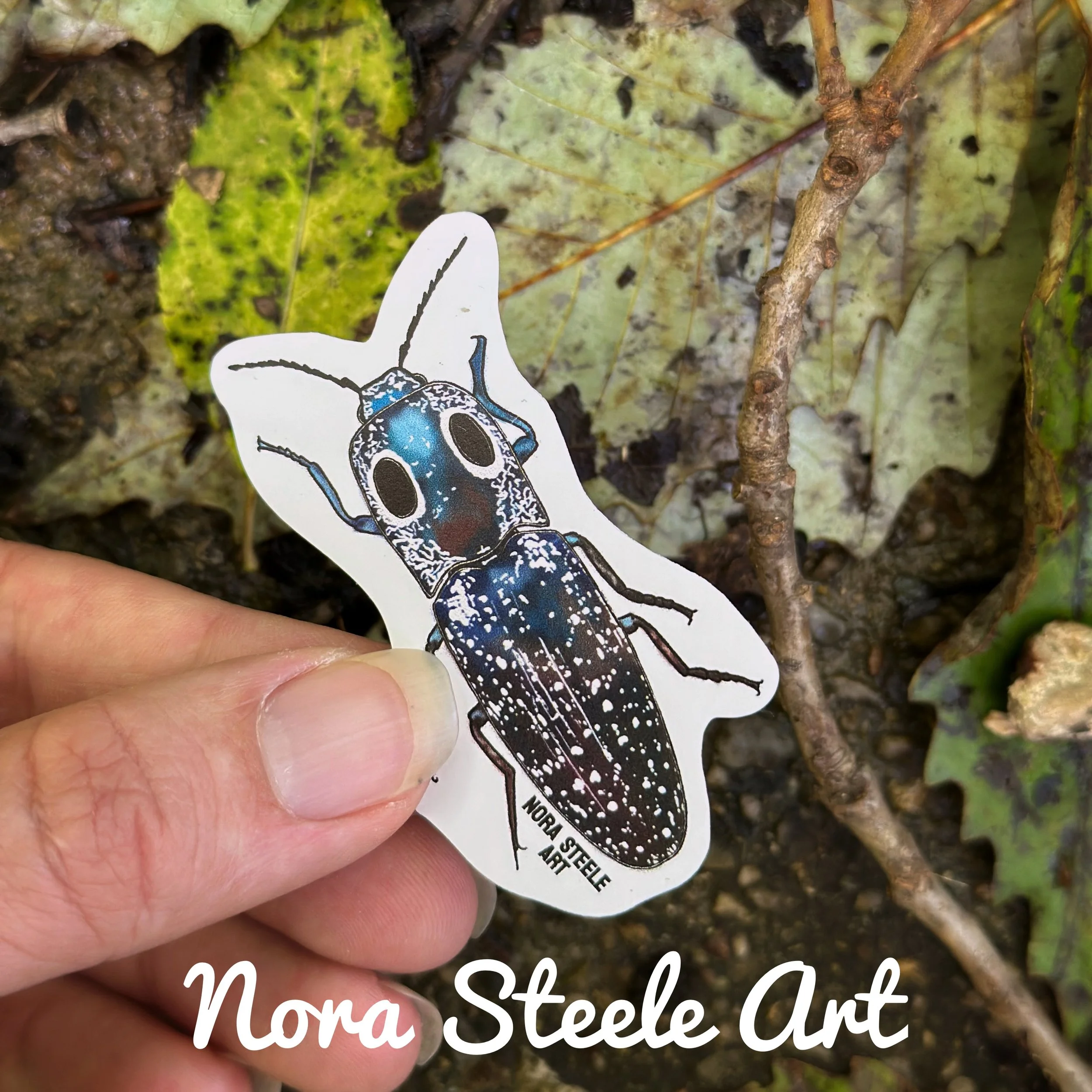 Eastern eyed click beetle sticker on the forest floor