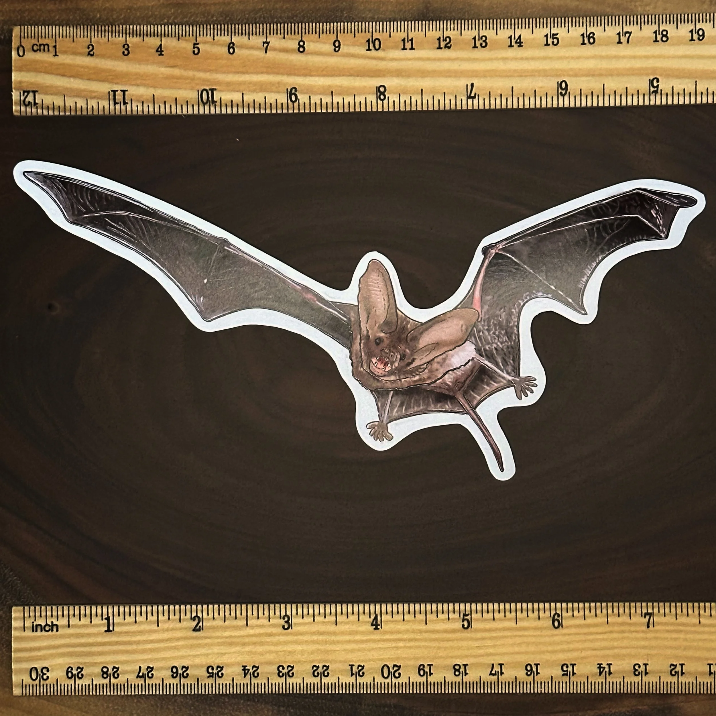 Mexican free tailed bat sticker measuring about 7 1/2 inches long