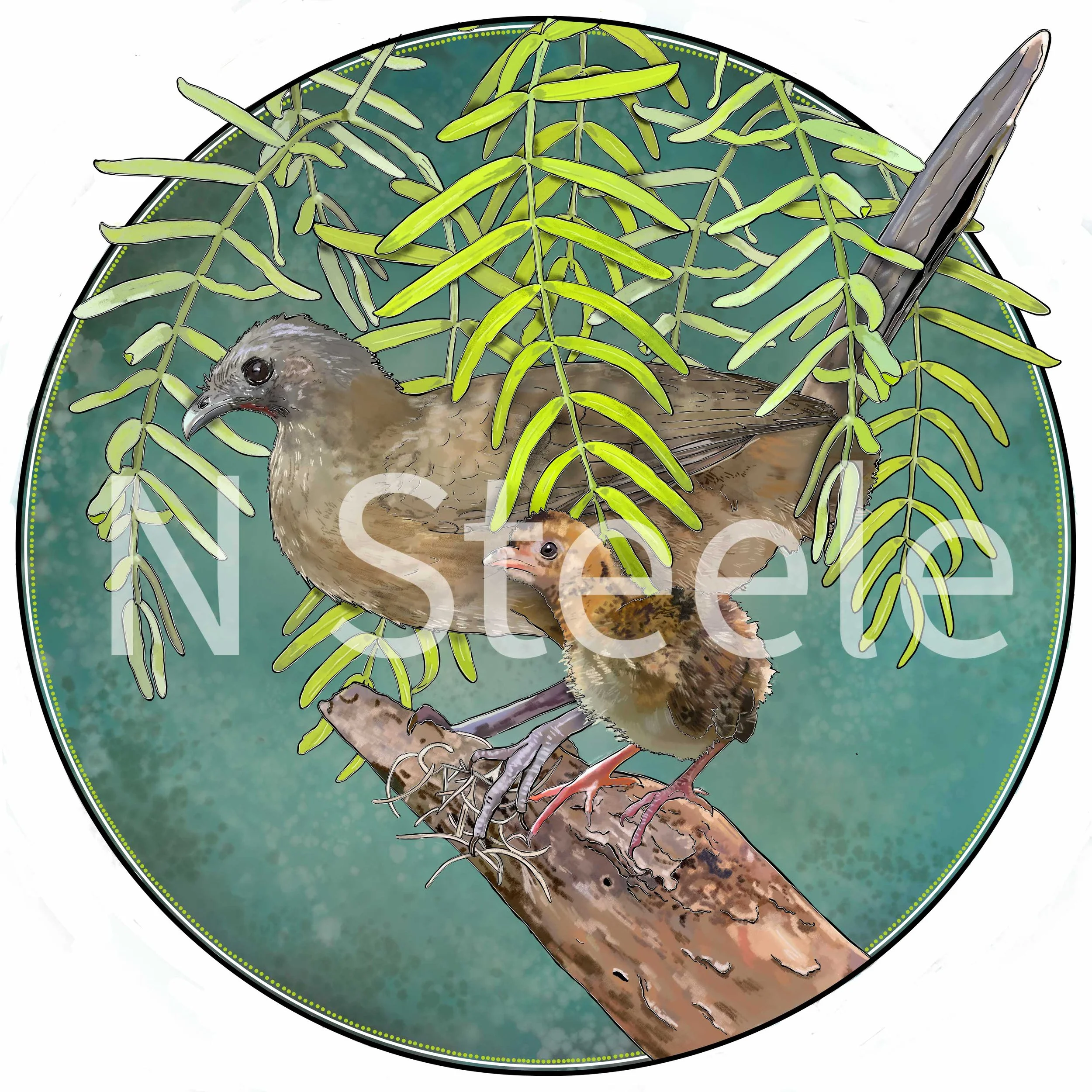 Plain Chachulaca and Chick