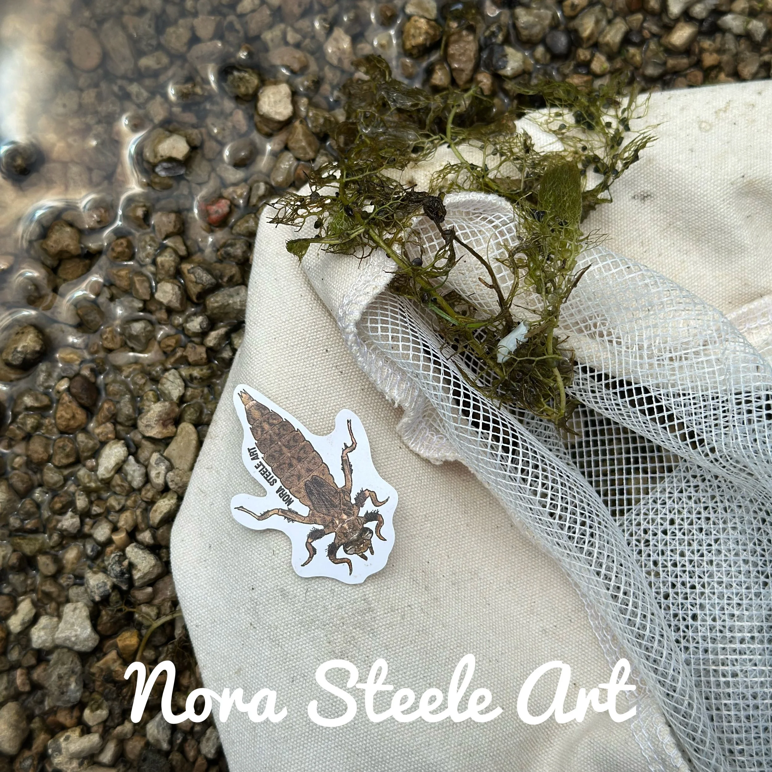 Dragonfly nymph sticker in a net on a rocky beach
