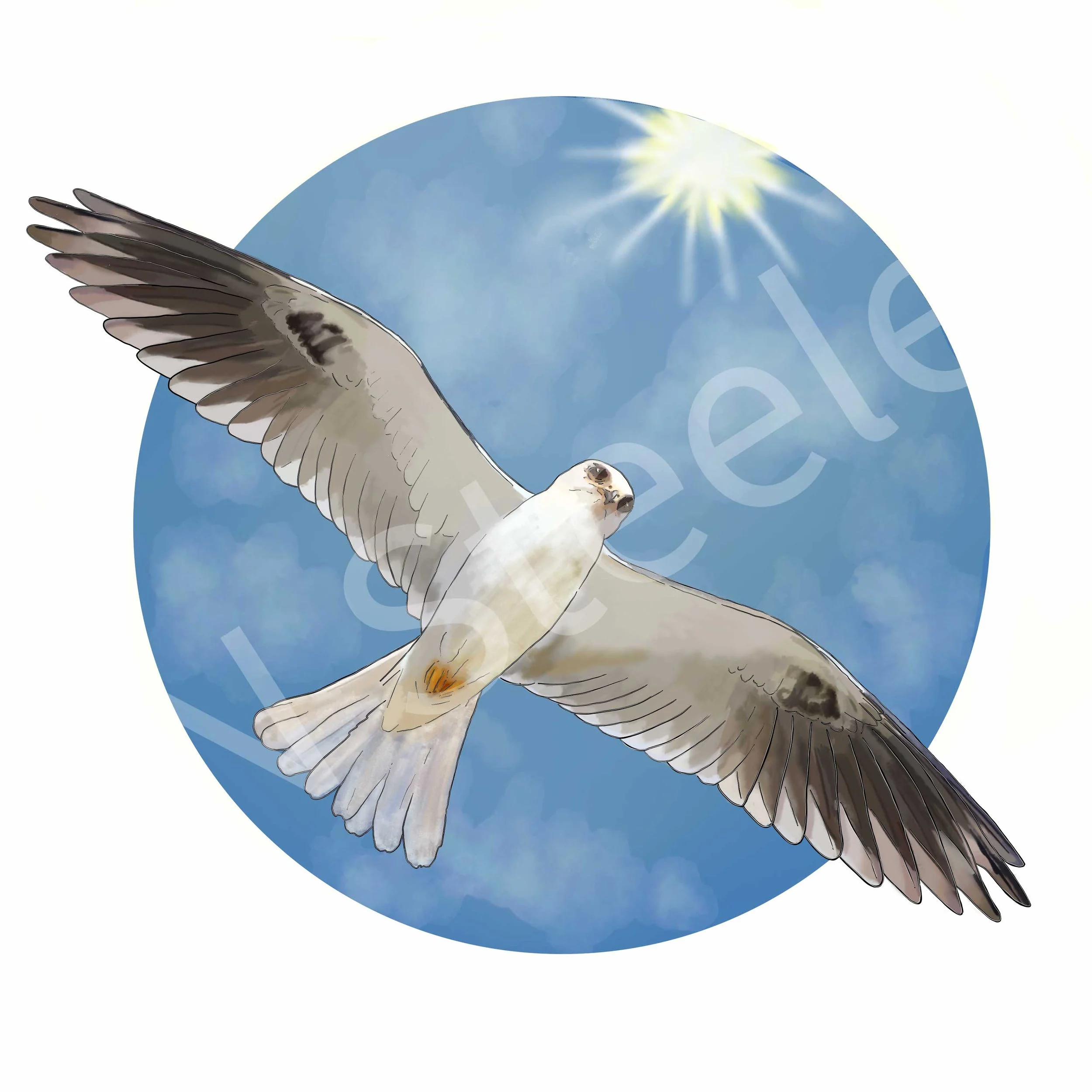 White-tailed Kite