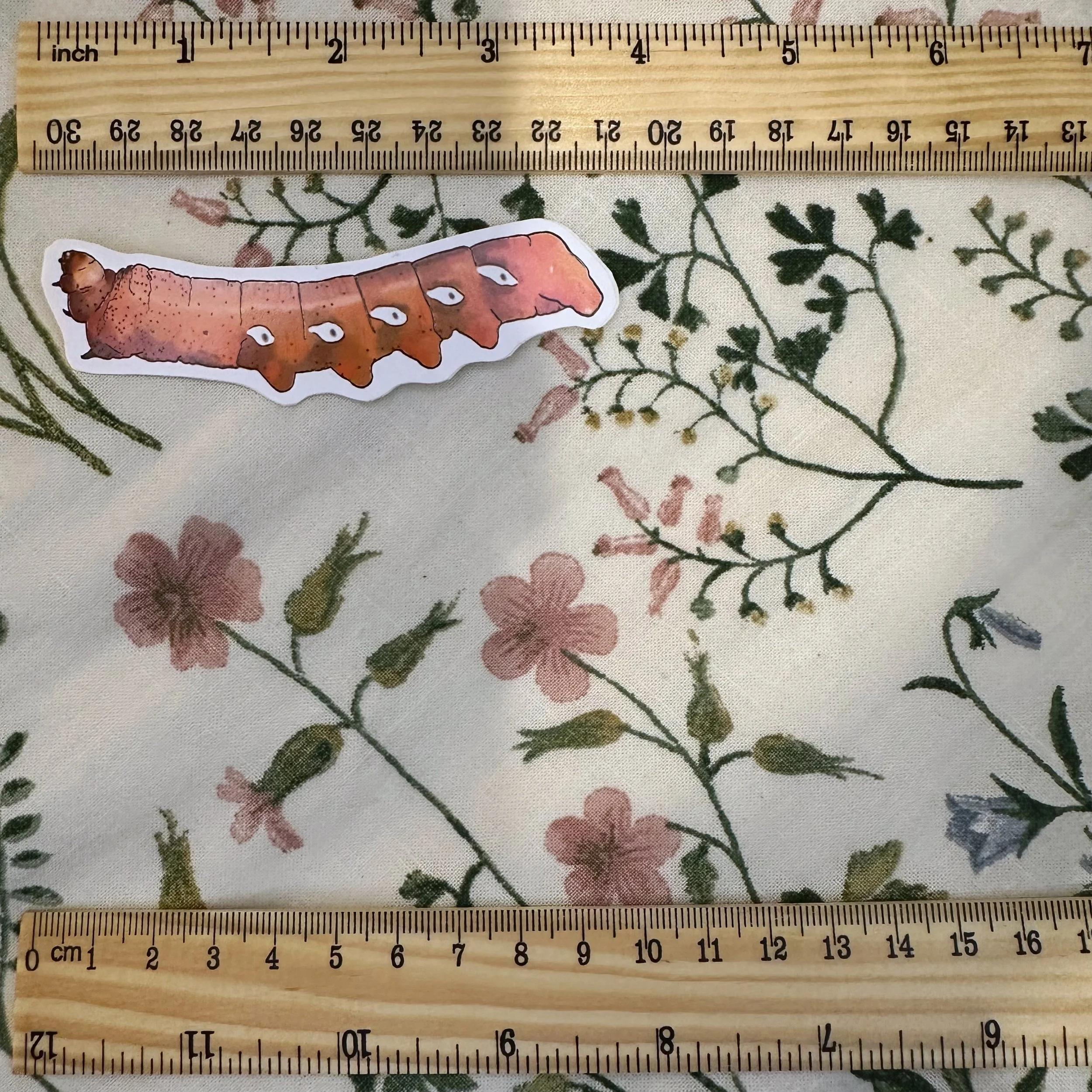 Pandorus sphinx caterpillar sticker measuring about 4 inches long