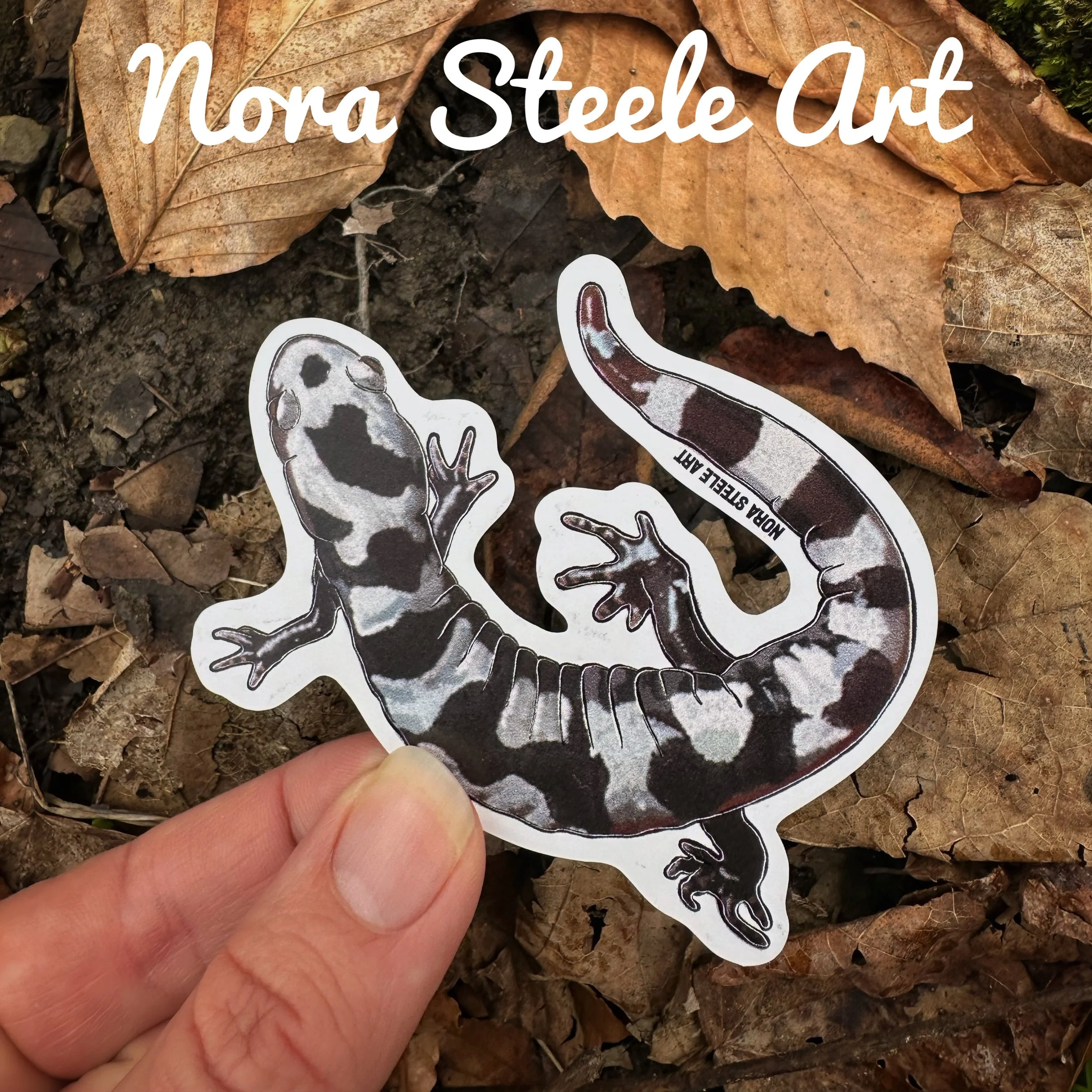 Marbled salamander sticker on background of dry leaves