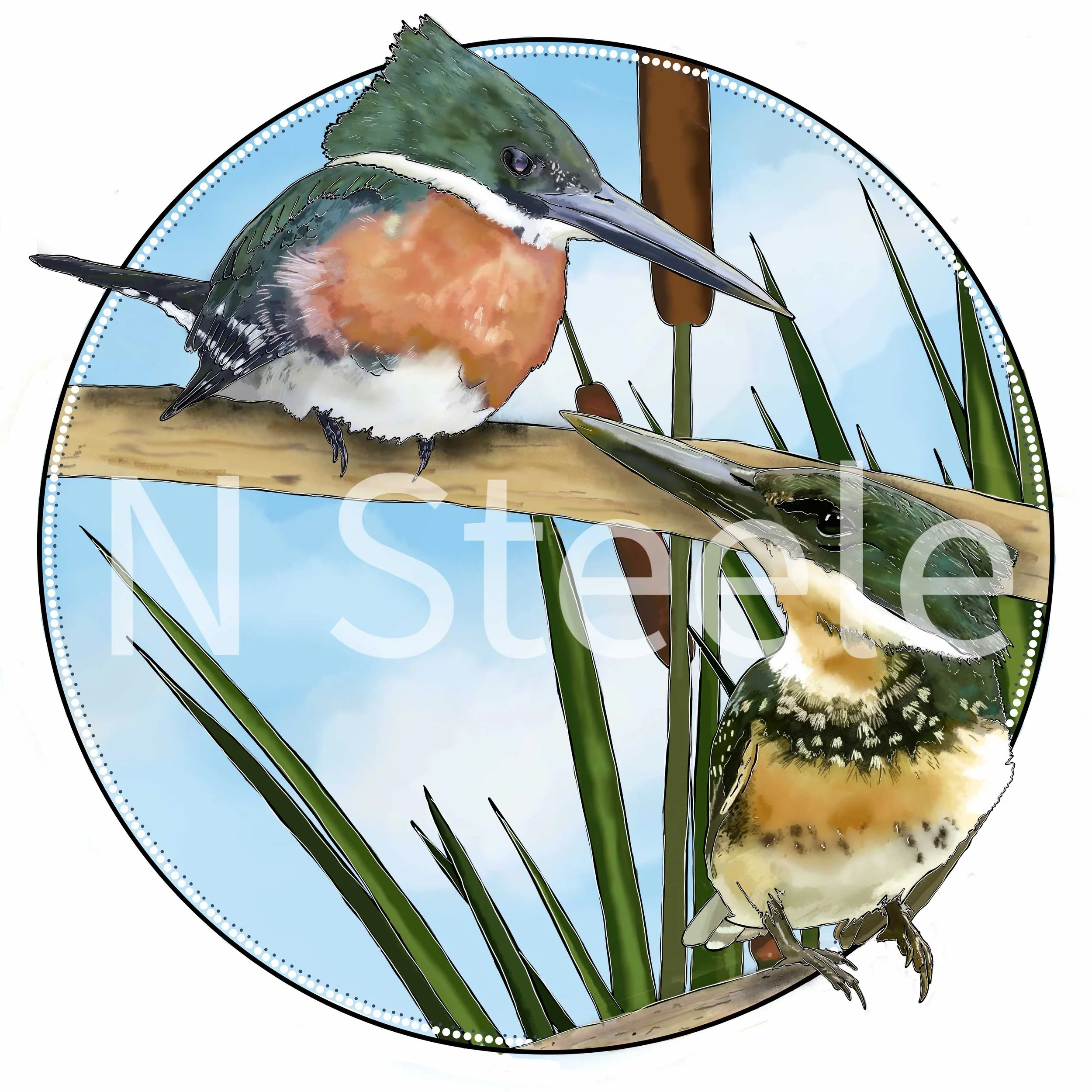 Green Kingfisher