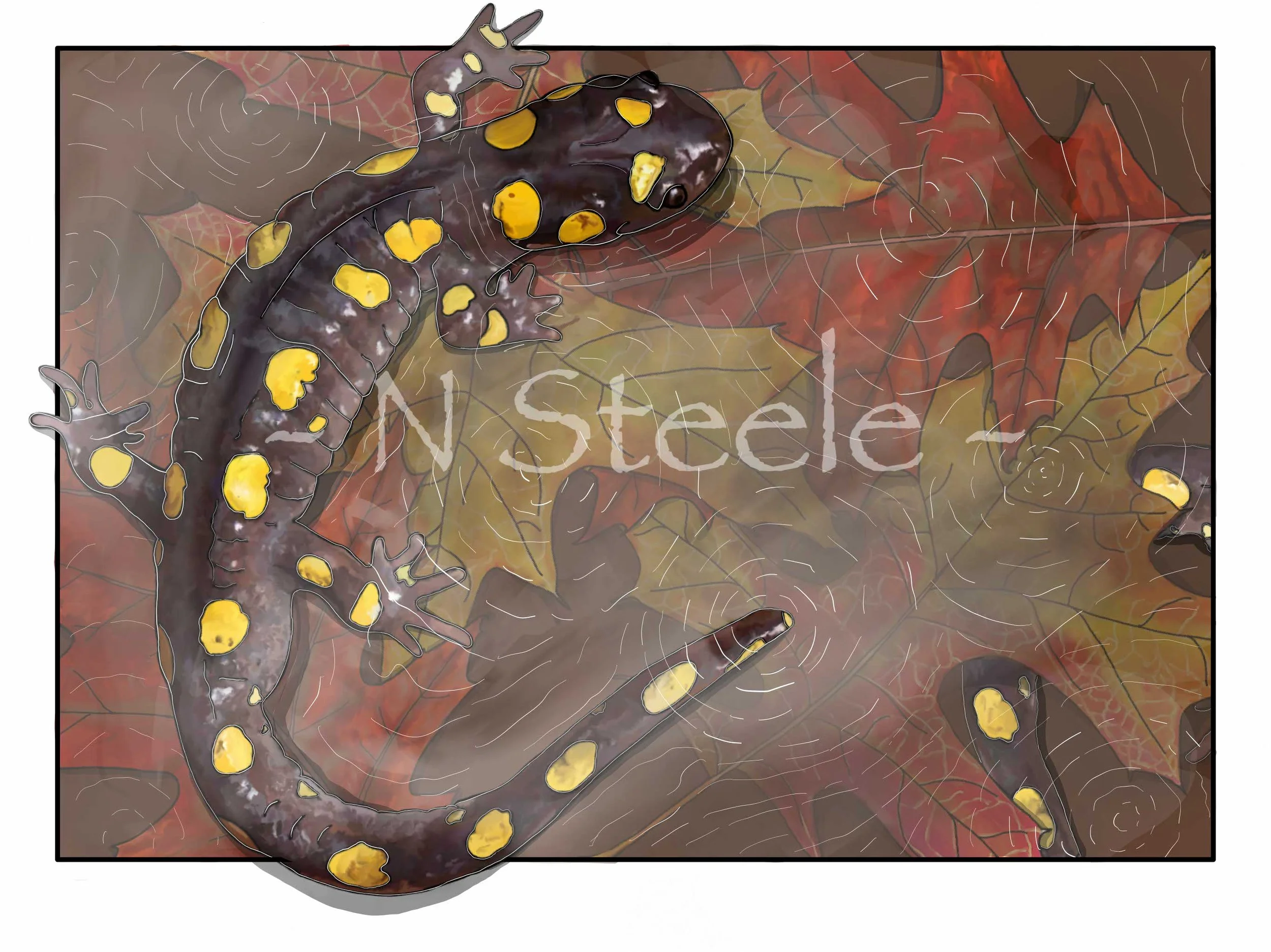 Spotted Salamander