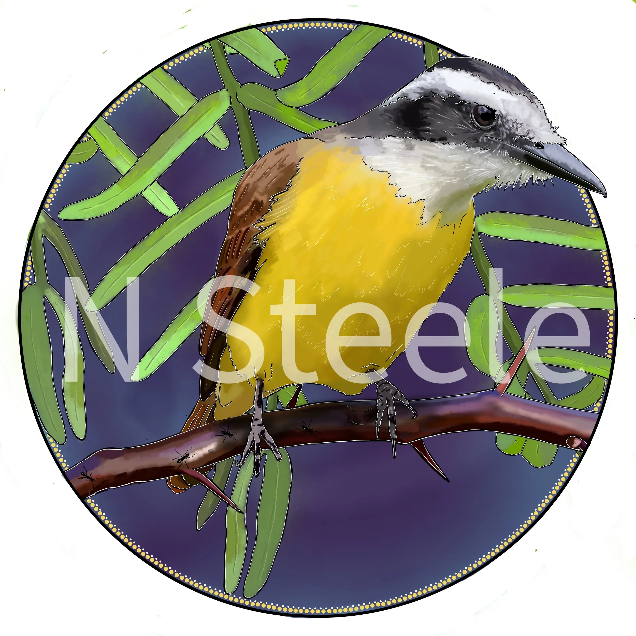 Great Kiskadee