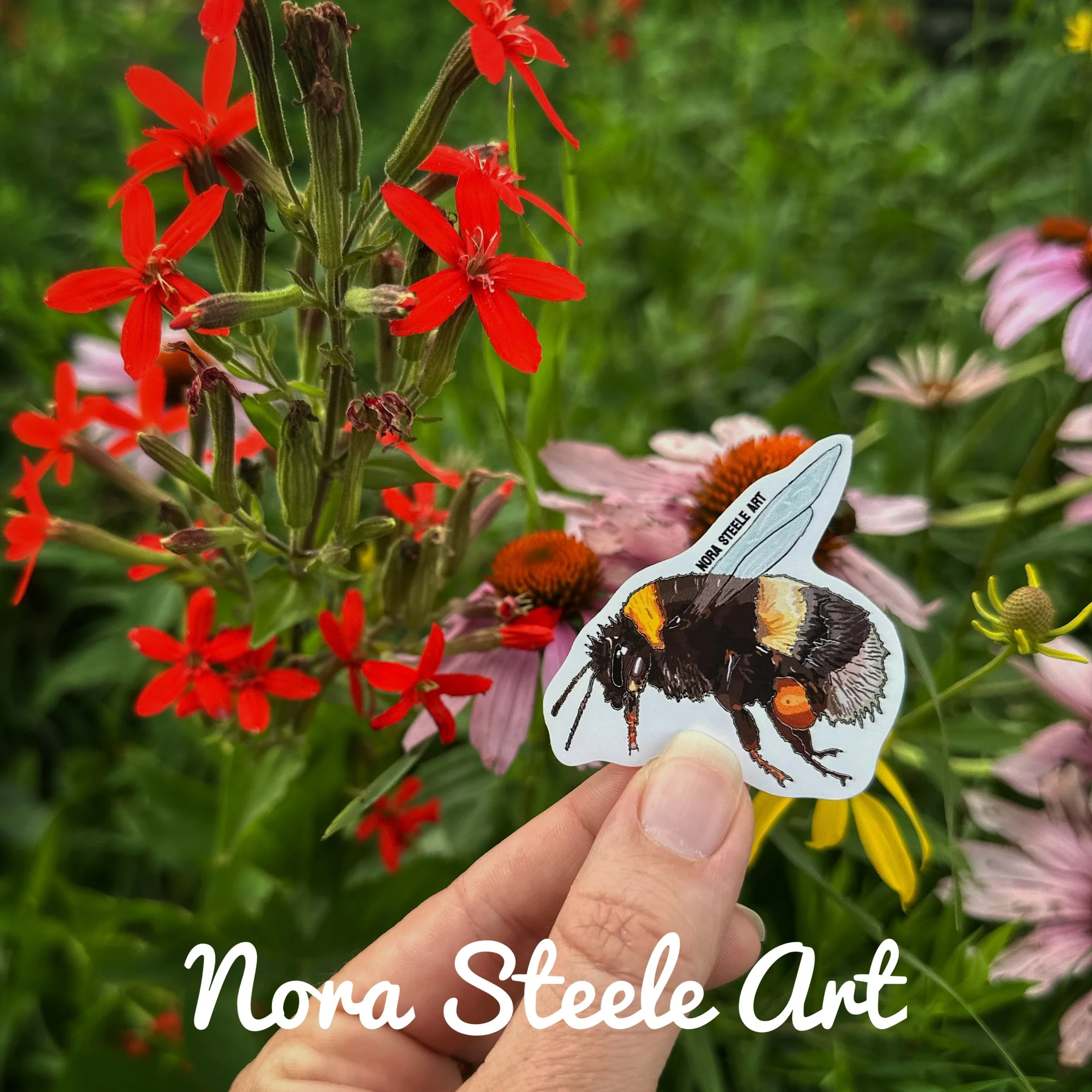 Bumblebee sticker next to royal catchfly flowers