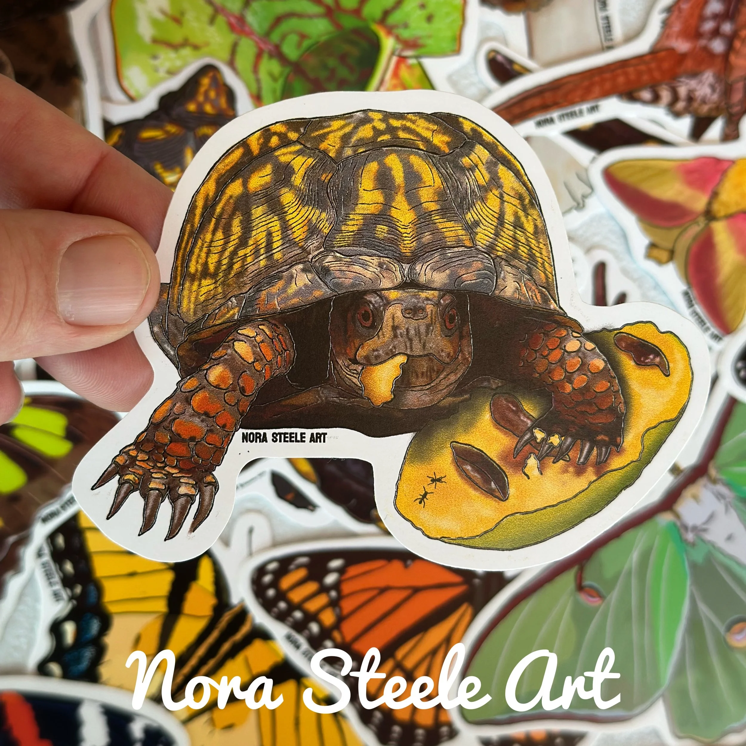 Eastern box turtle with pawpaw fruit sticker held above a pile of other stickers