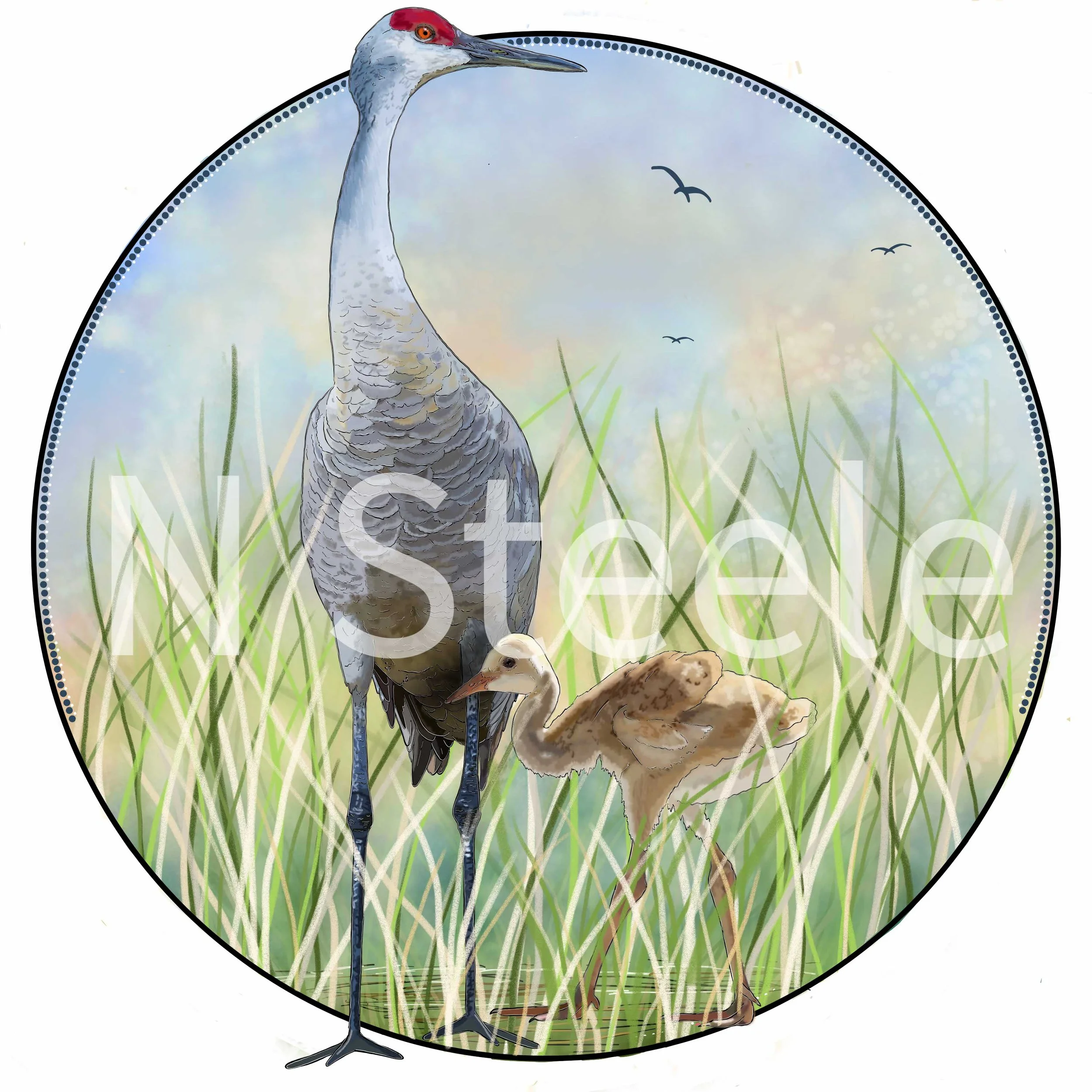 Sandhill Crane and Chick