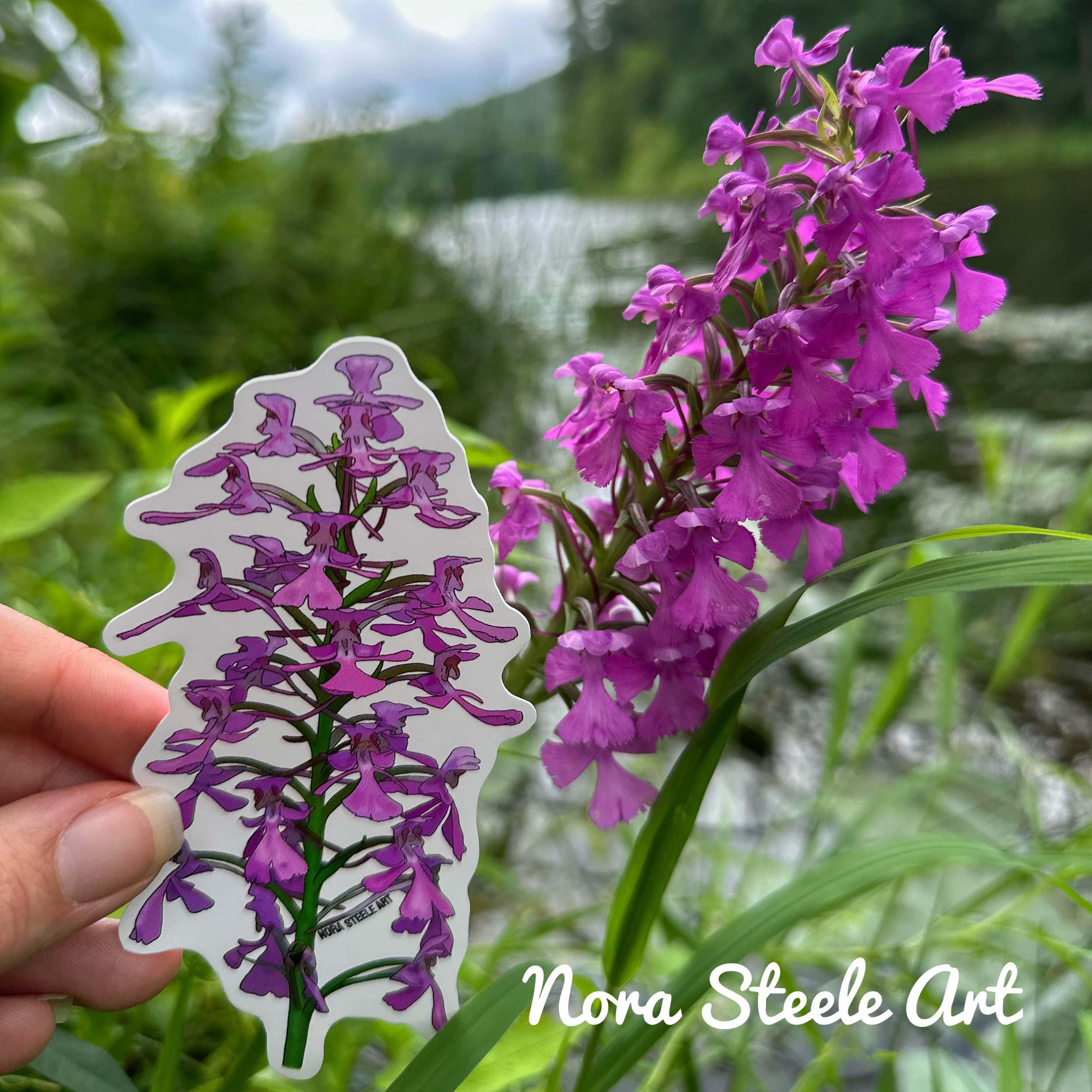 Purple fringeless orchid sticker next to a pond