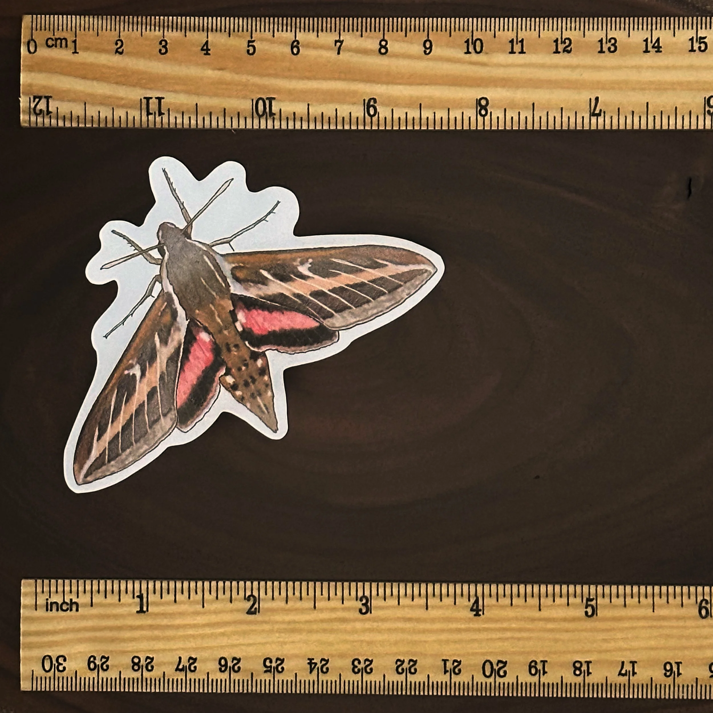 White lined sphinx moth sticker measuring about 4 inches long