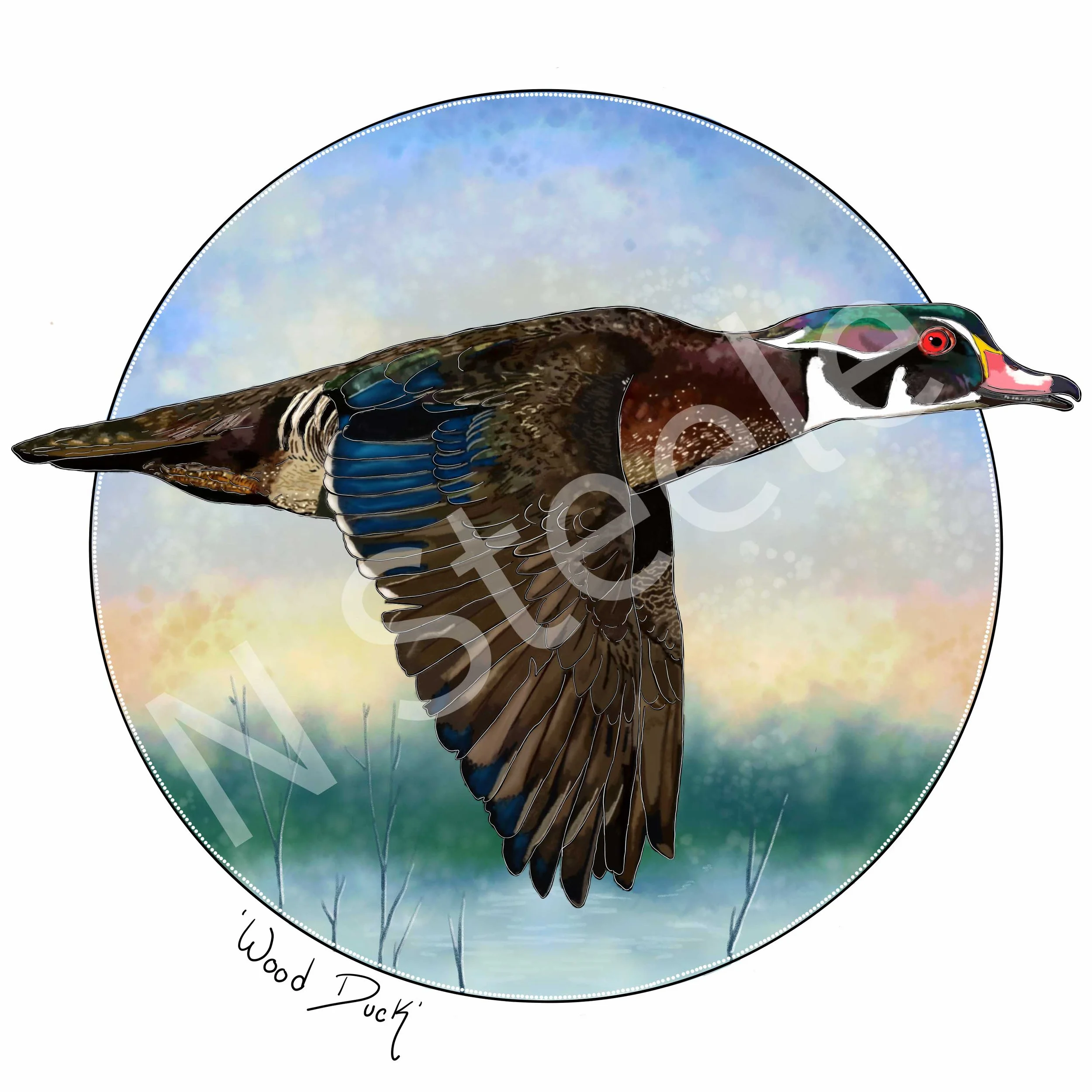 Wood Duck