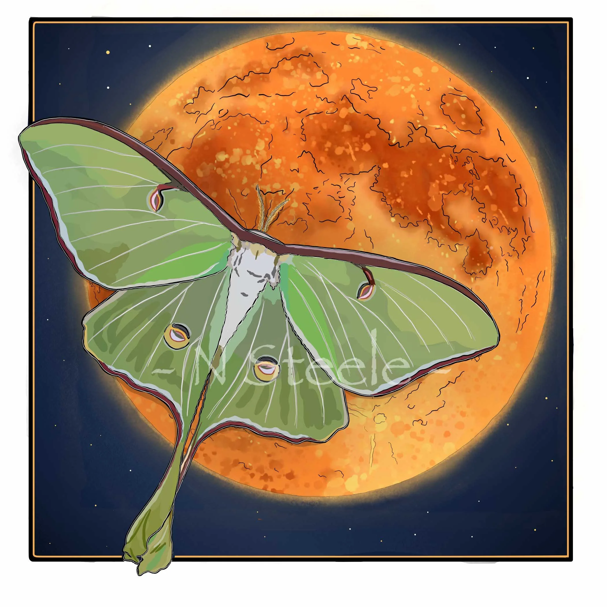 Luna Moth