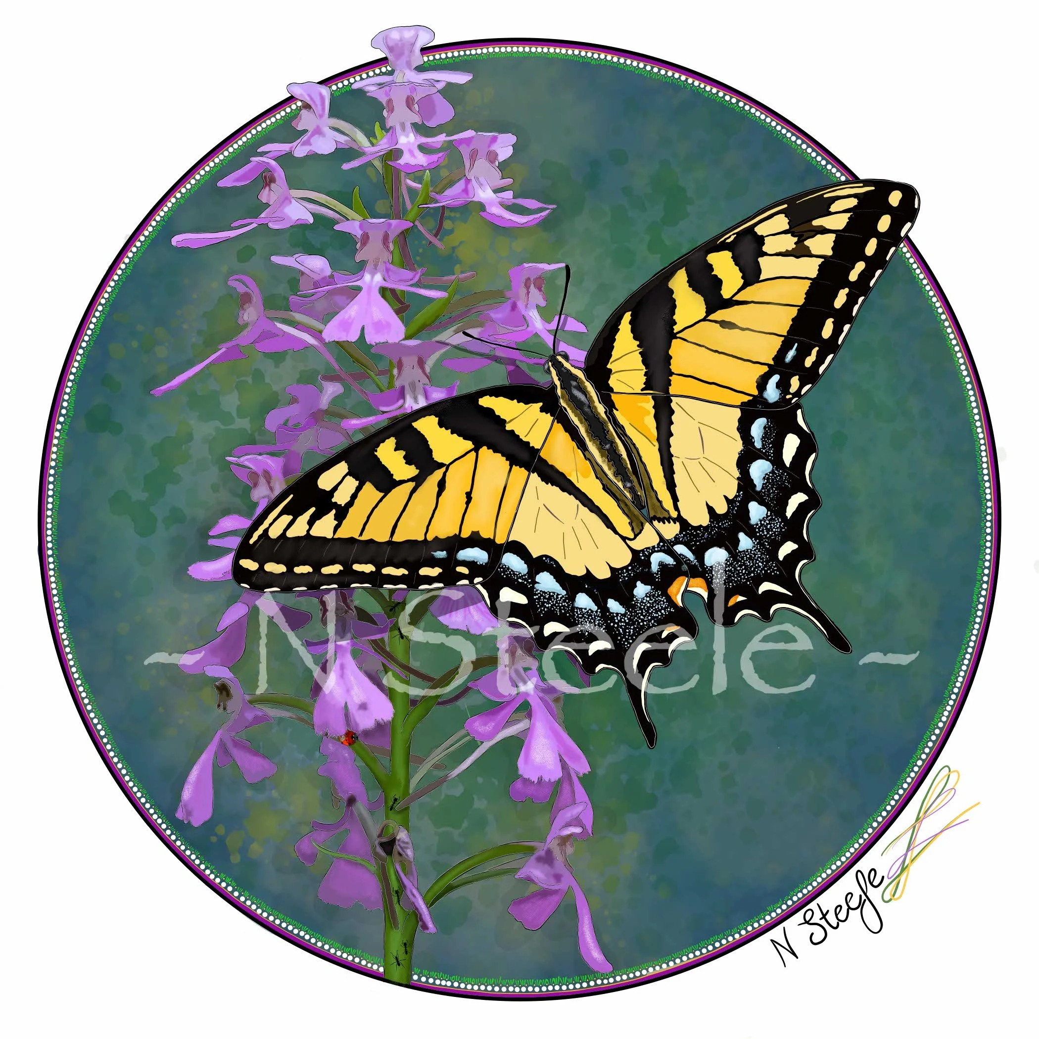 Tiger Swallowtail and Purple Fringeless Orchid 