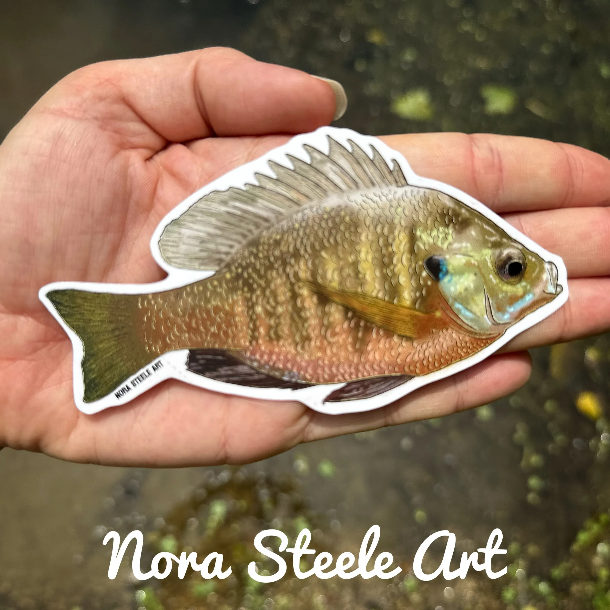 Bluegill fish sticker held above a stream
