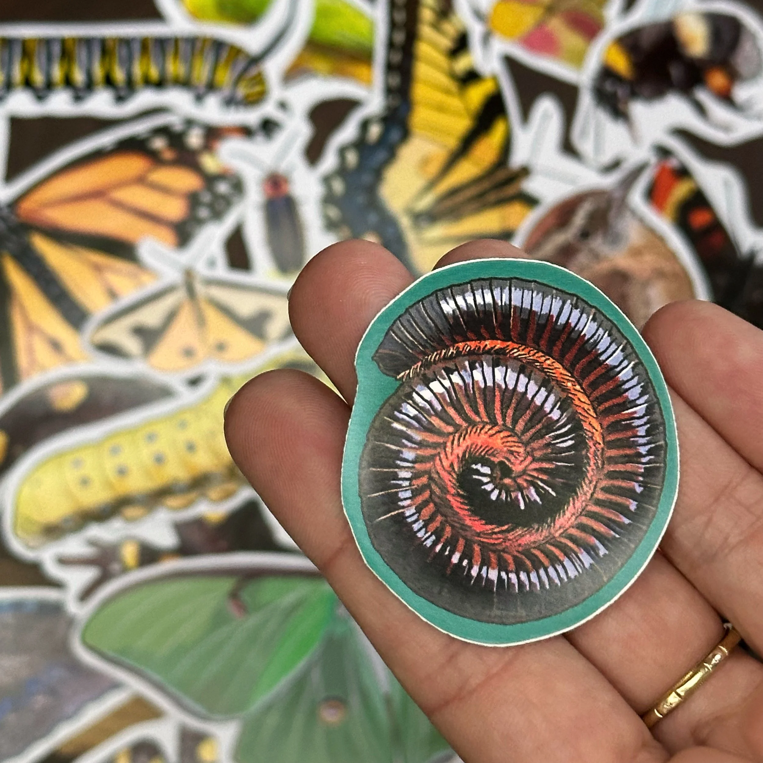 American giant millipede sticker in hand