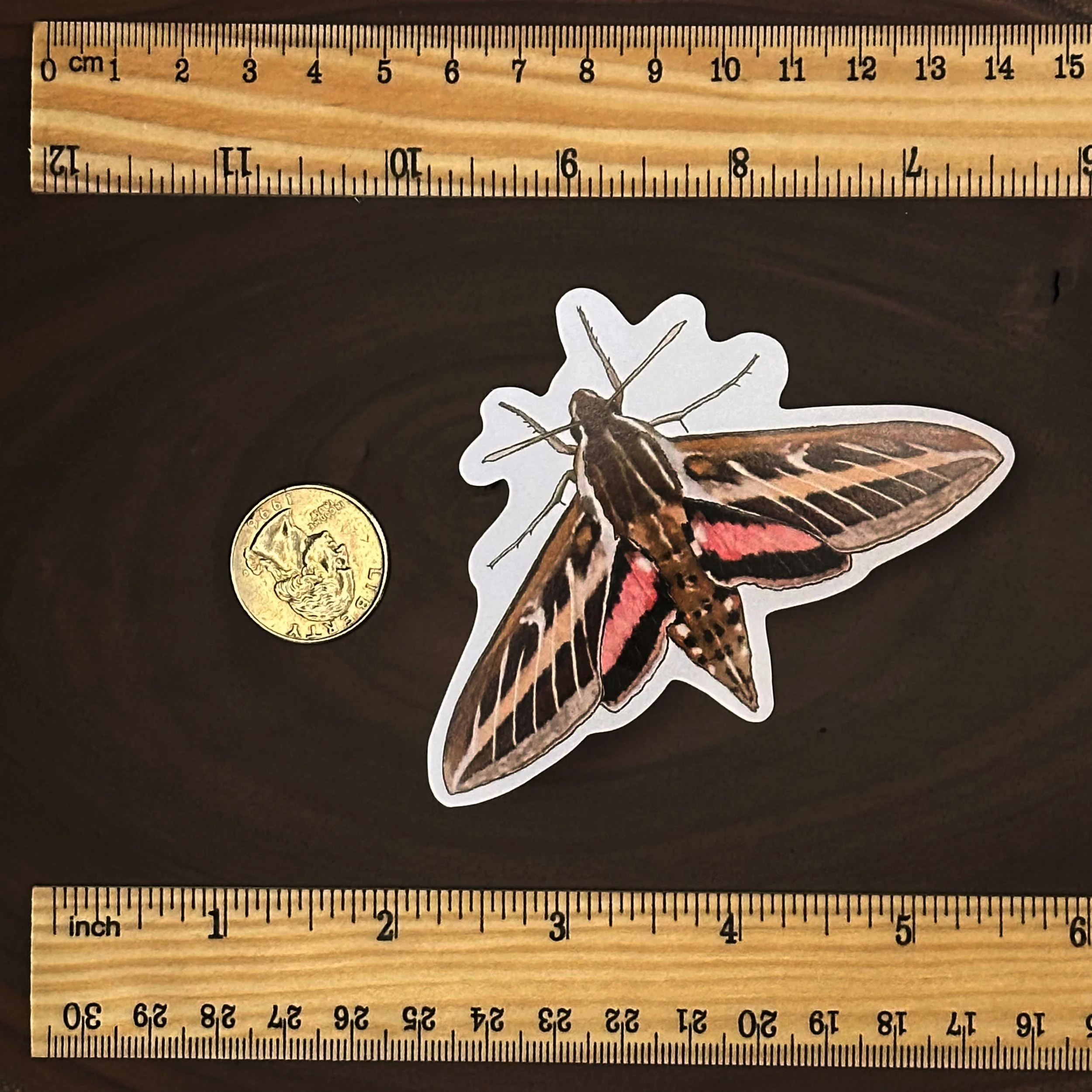 White lined sphinx moth sticker with a quarter for scale