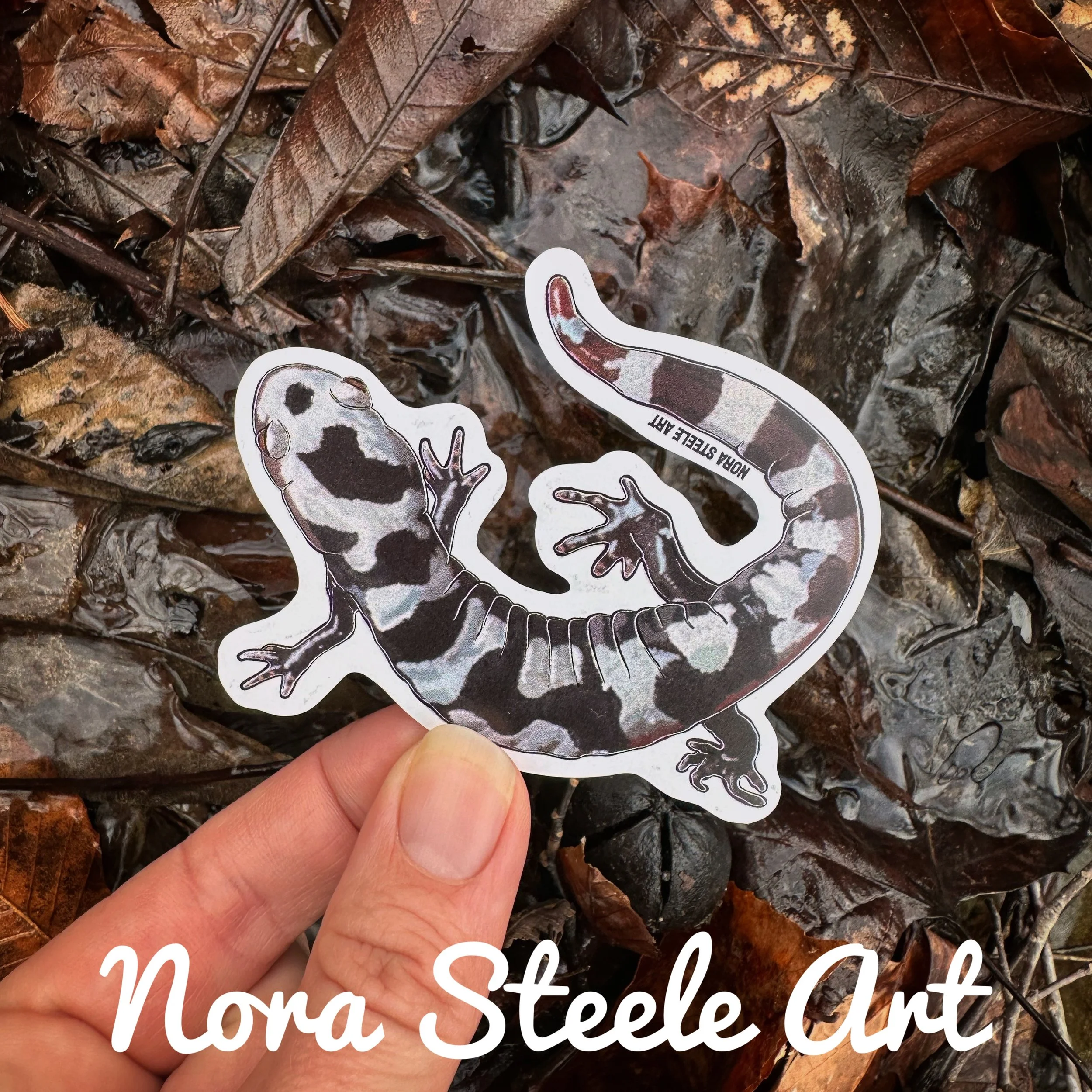 Marbled salamander sticker on background of wet leaves