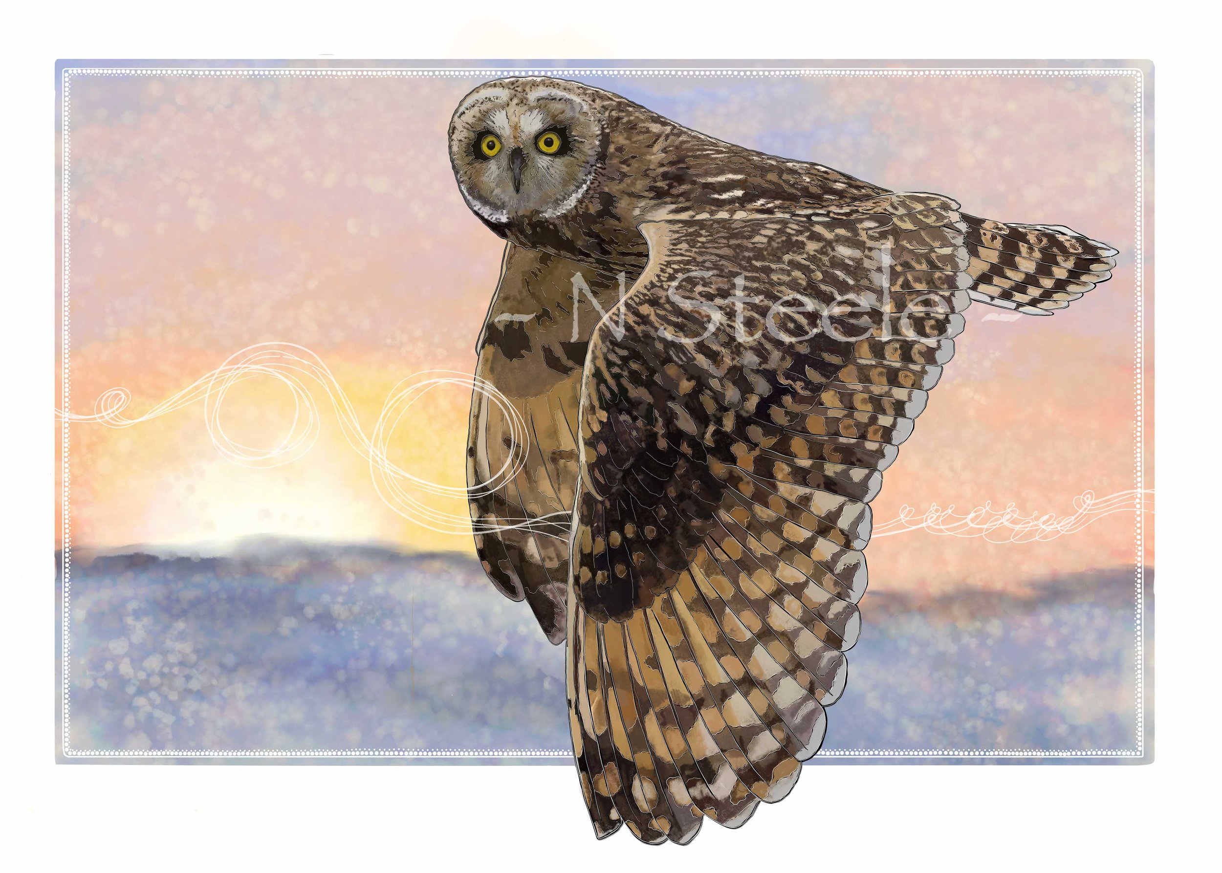 Short-eared Owl