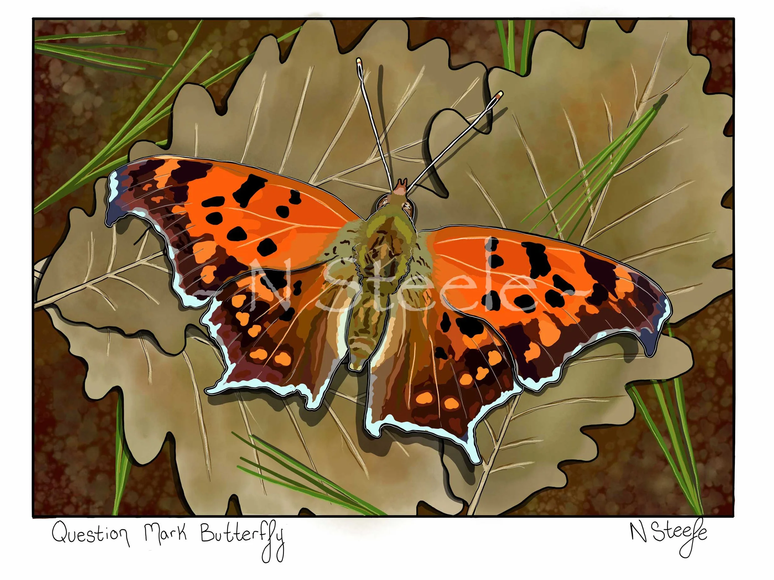 Question Mark Butterfly