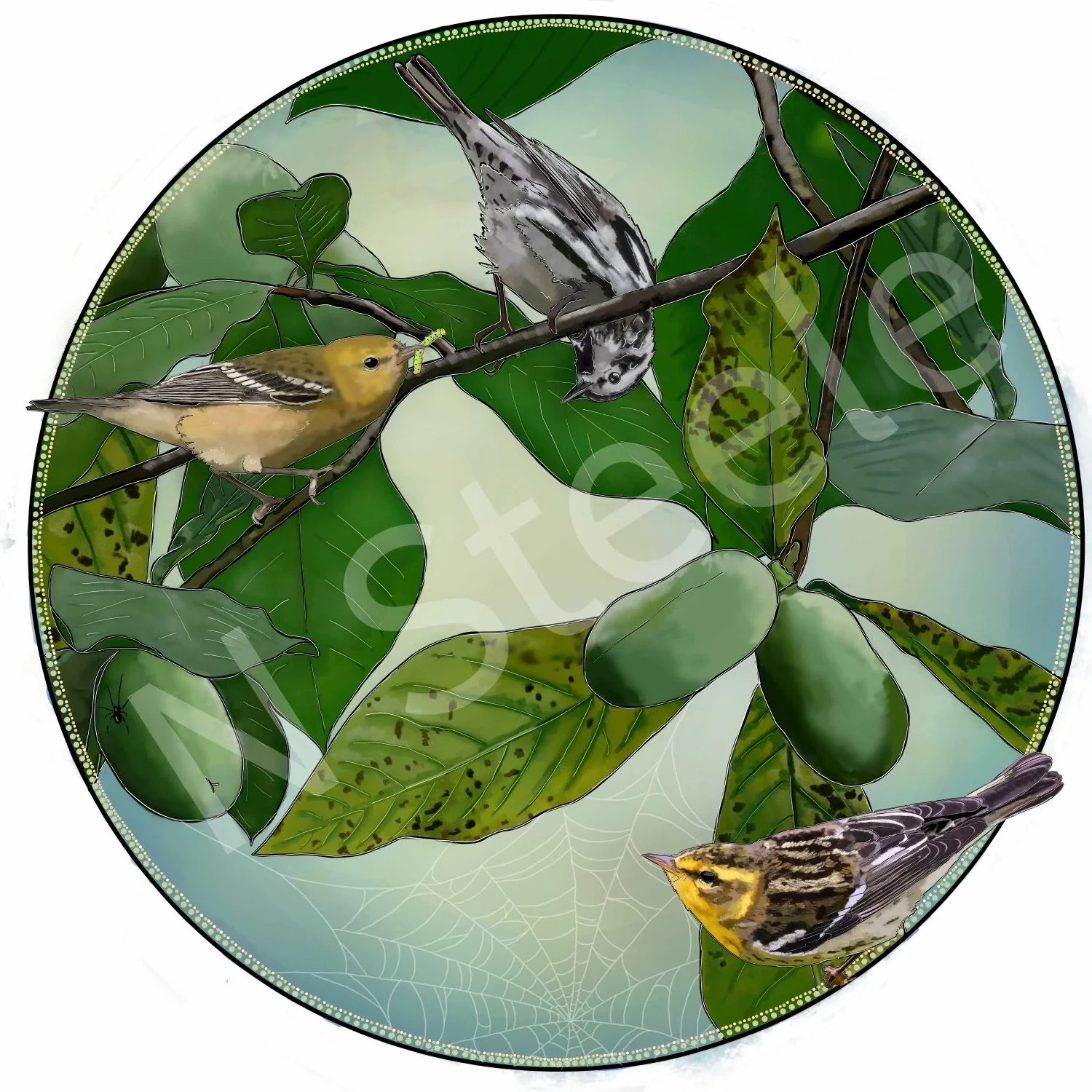 Confusing Fall Warblers - Bay-breasted, Black-and-White, and Blackburnian