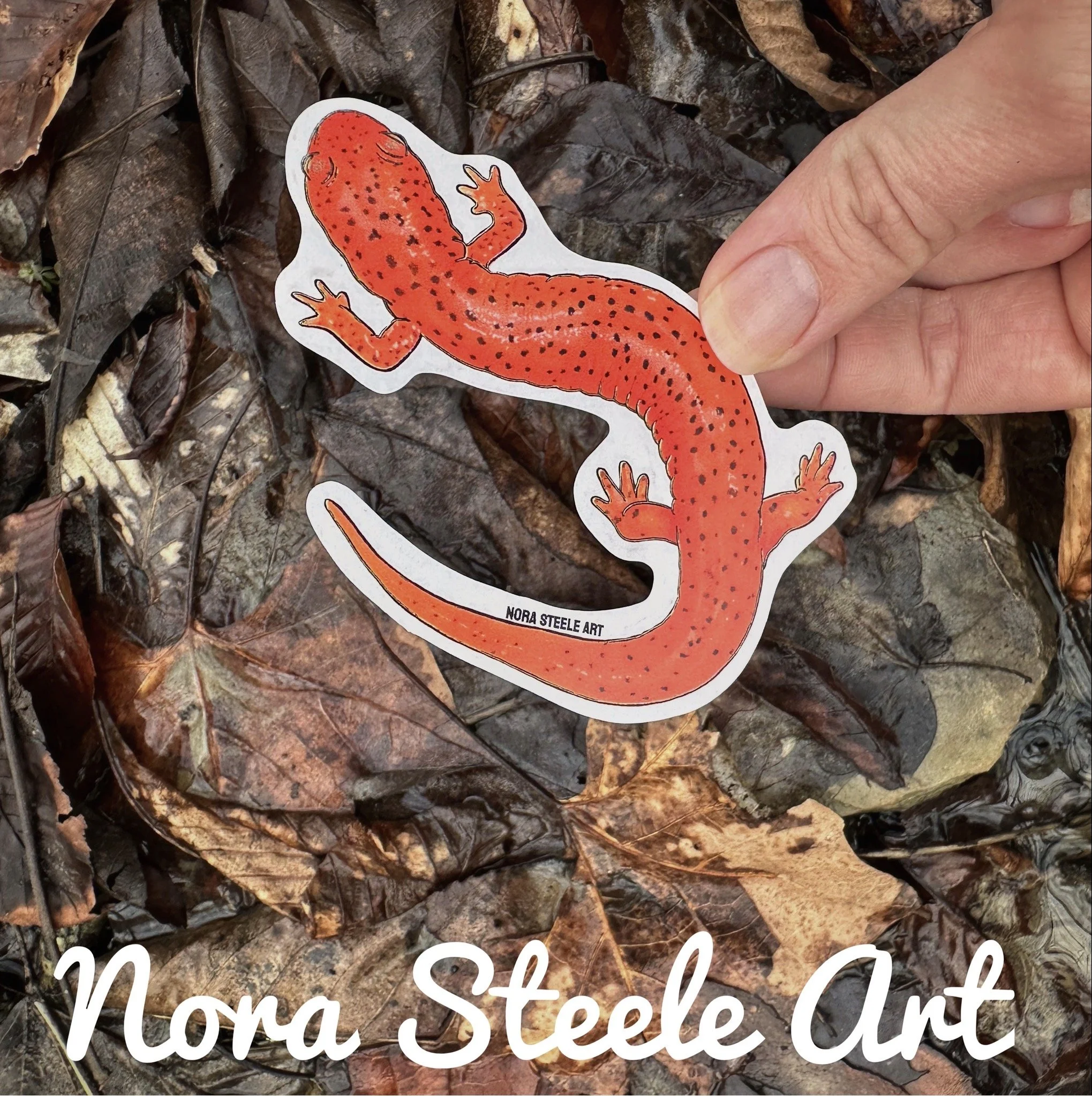Northern red salamander on background of leaves