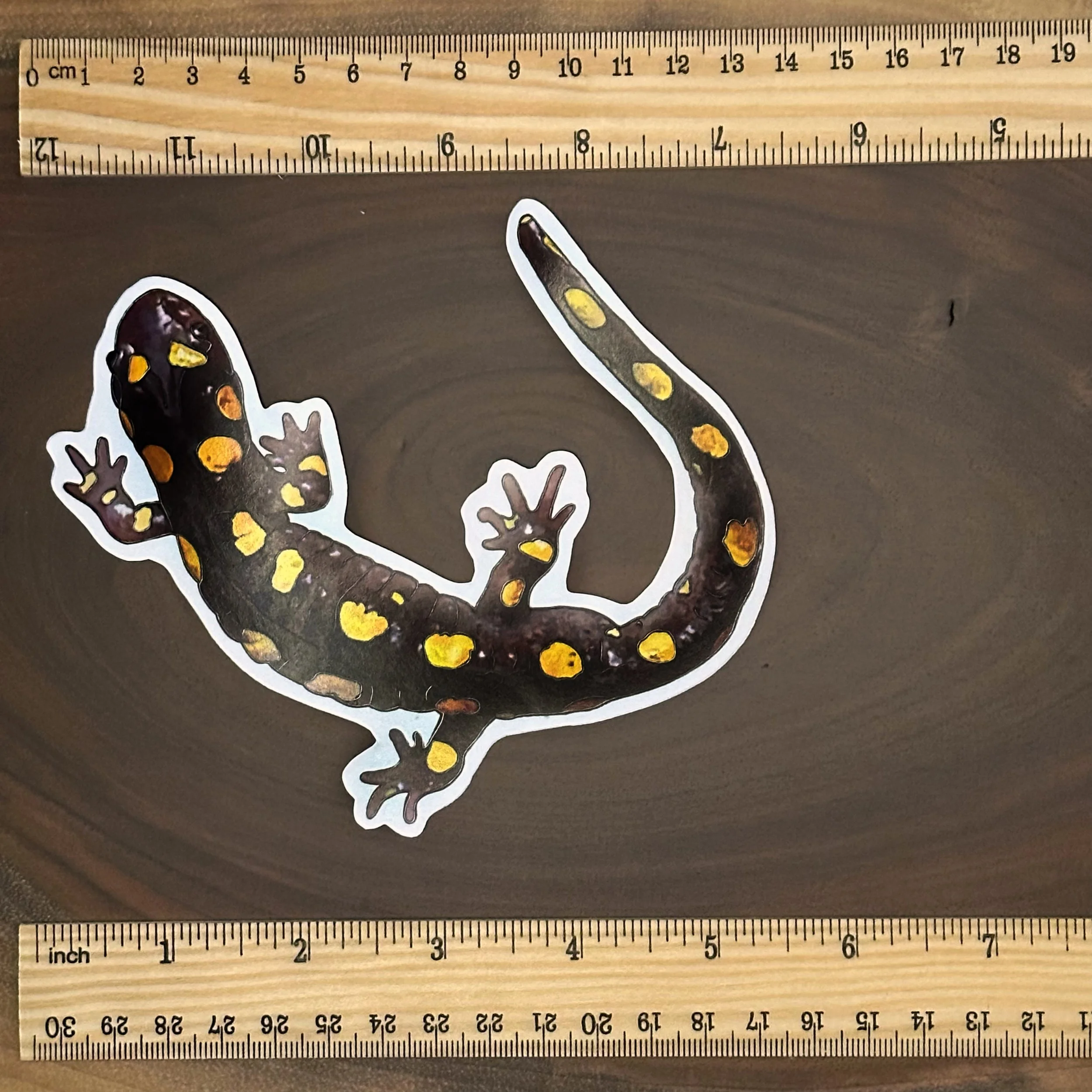 Spotted salamander sticker measuring about 5 1/2 inches long