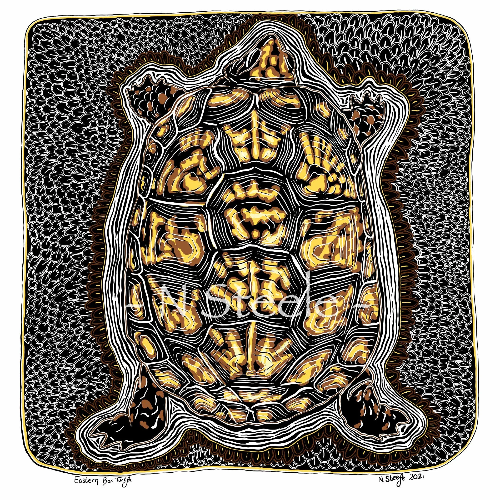 Eastern Box Turtle
