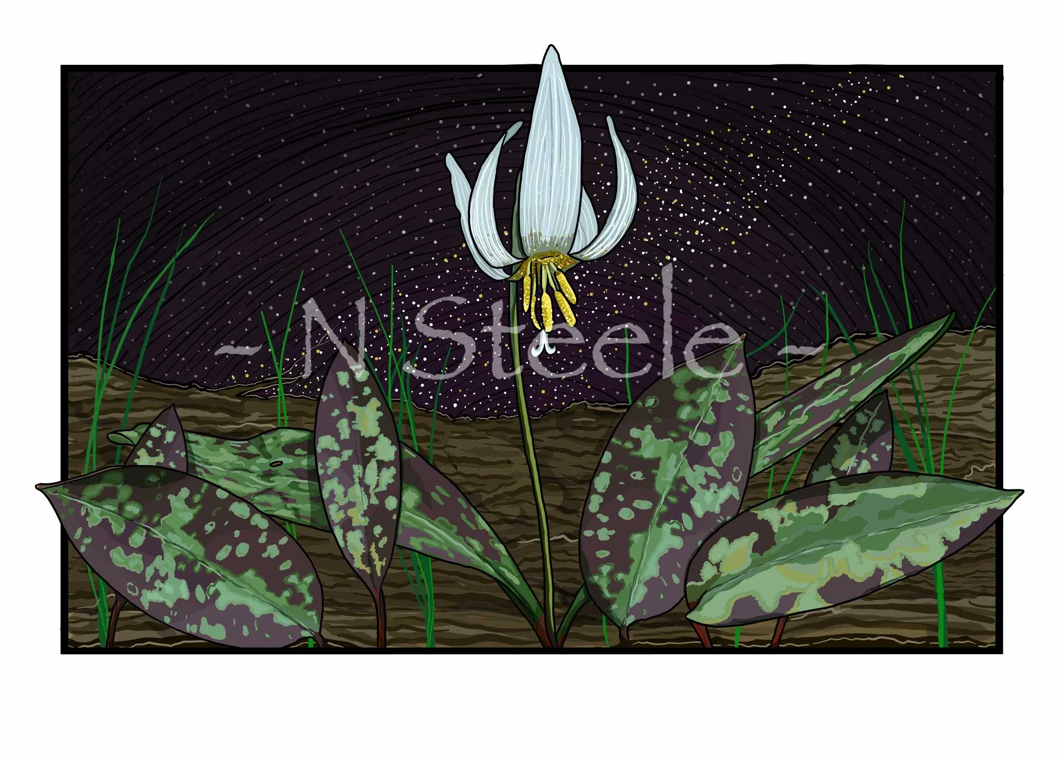 White Trout Lily