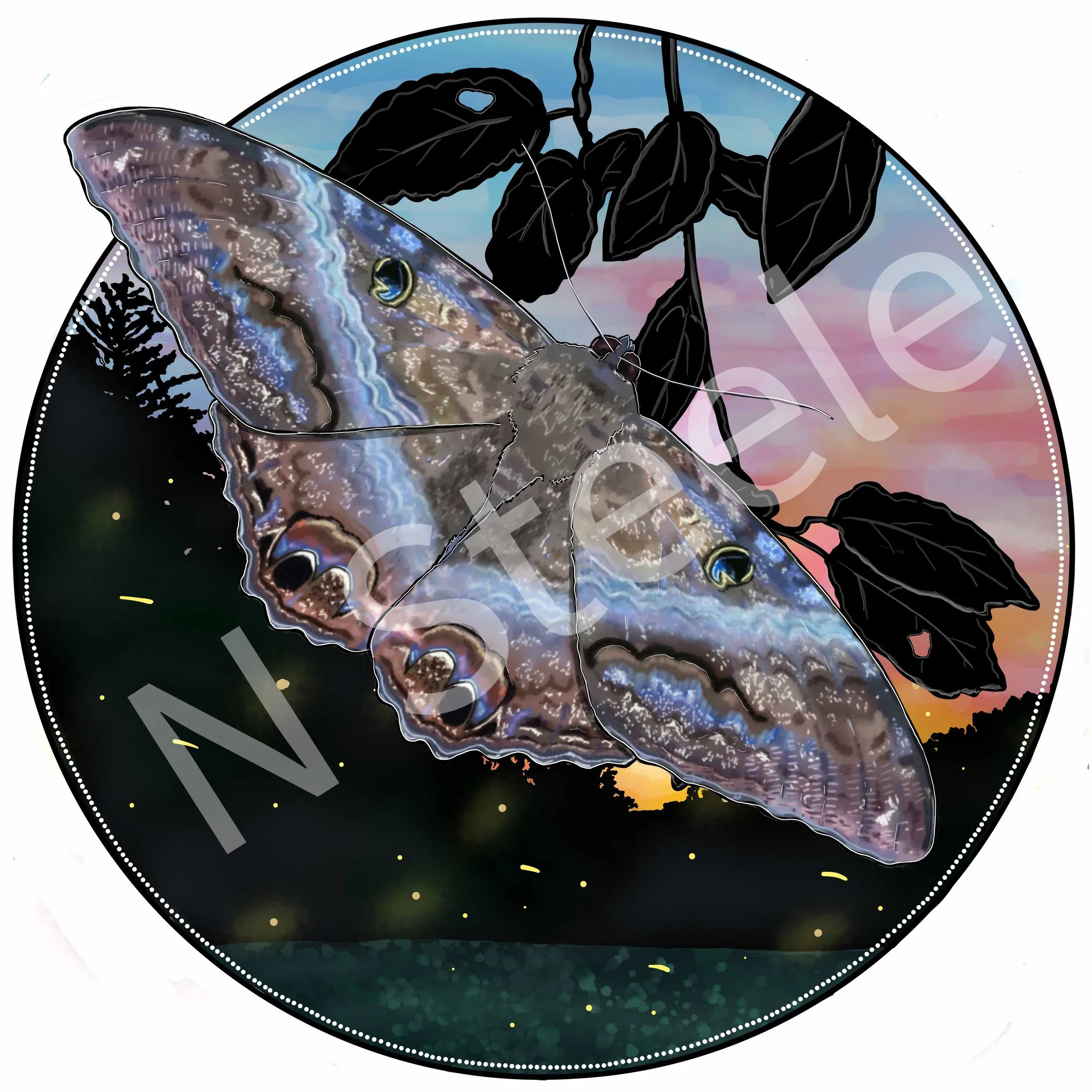 Black Witch Moth