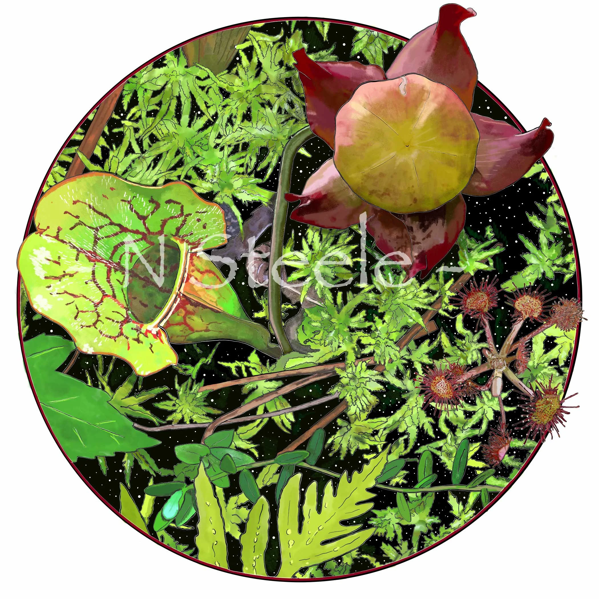 Purple Pitcher Plant