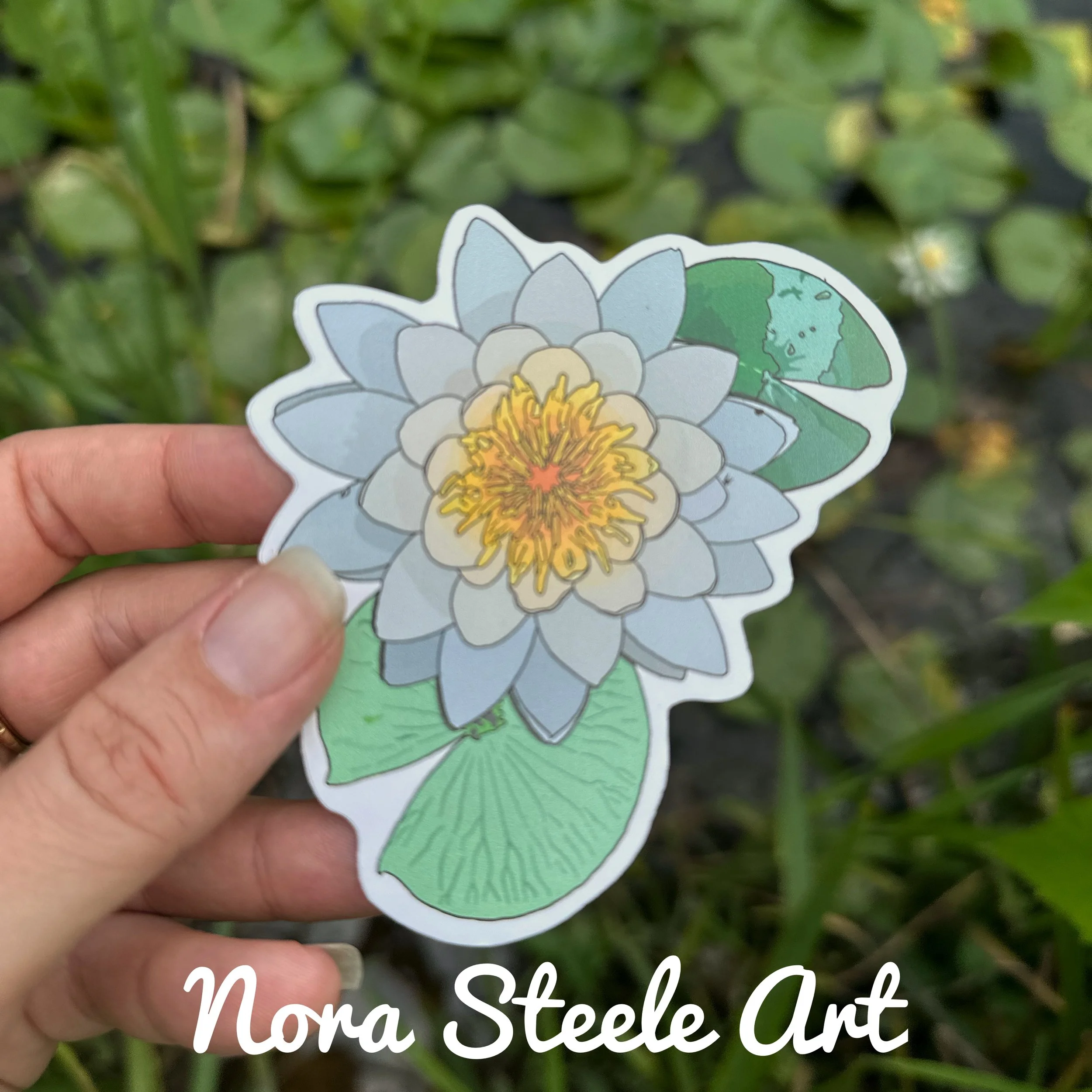 Sweet scented water lily sticker over a pond