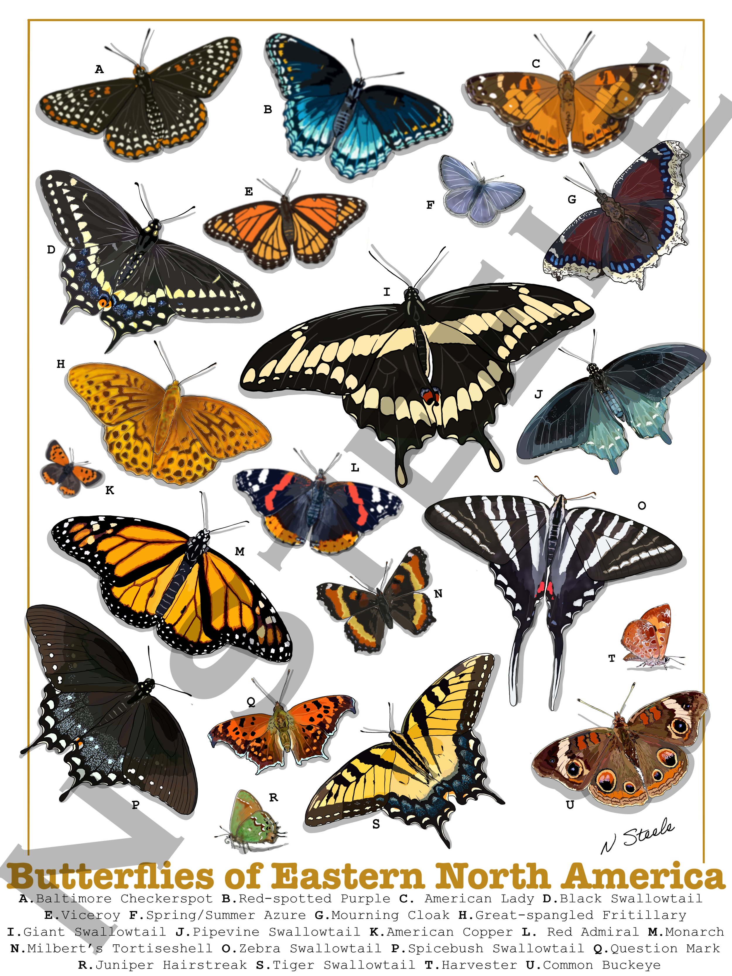 Butterflies of Eastern North America