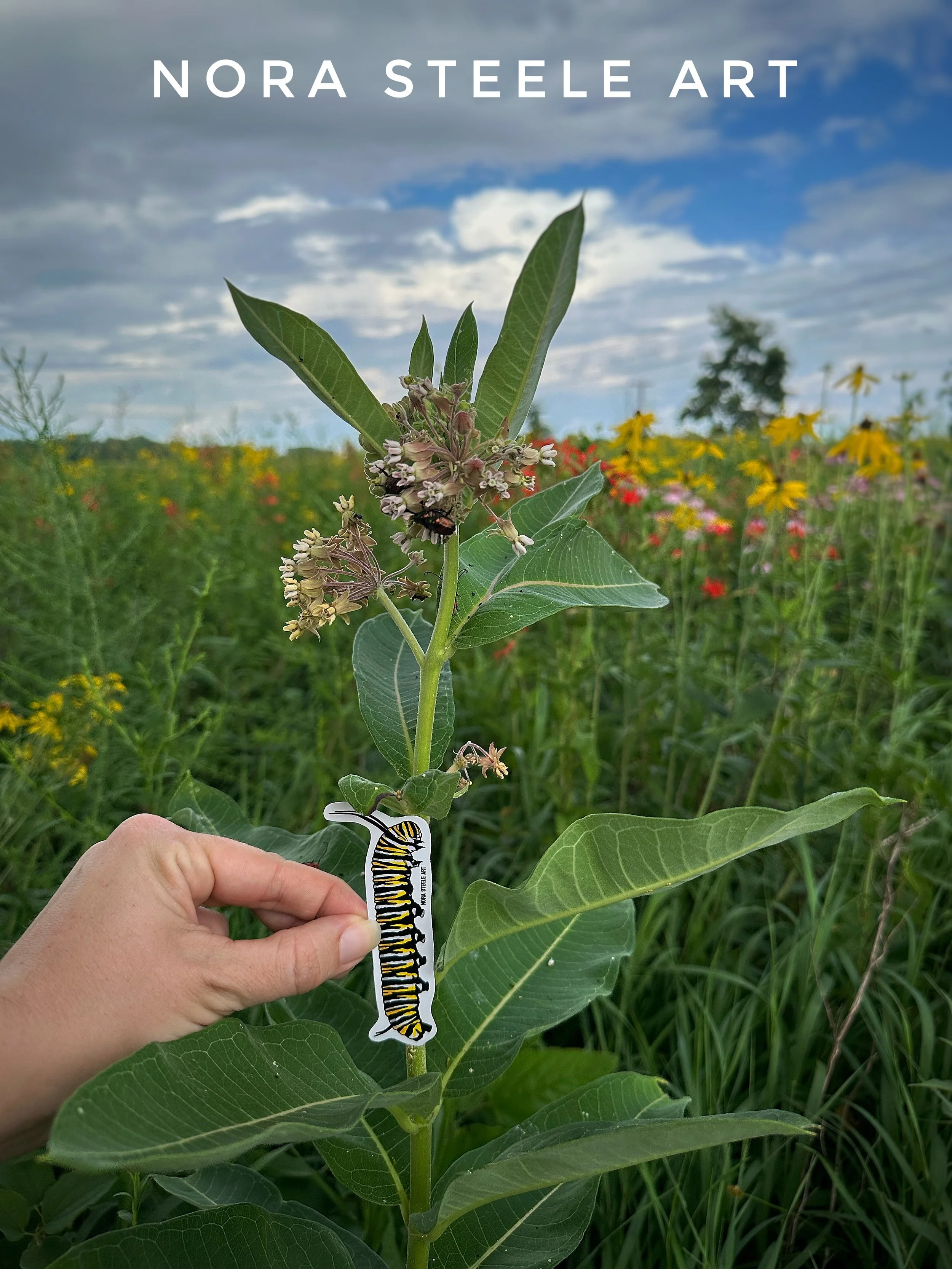 Monarch butterfly caterpillar sticker on common milkweed