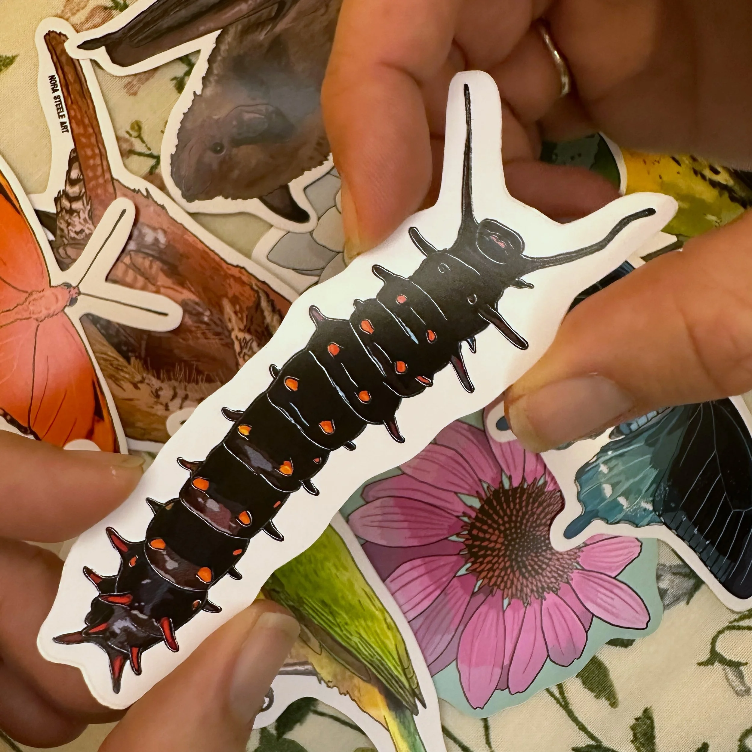 Pipevine swallowtail caterpillar sticker held above a pile of other stickers