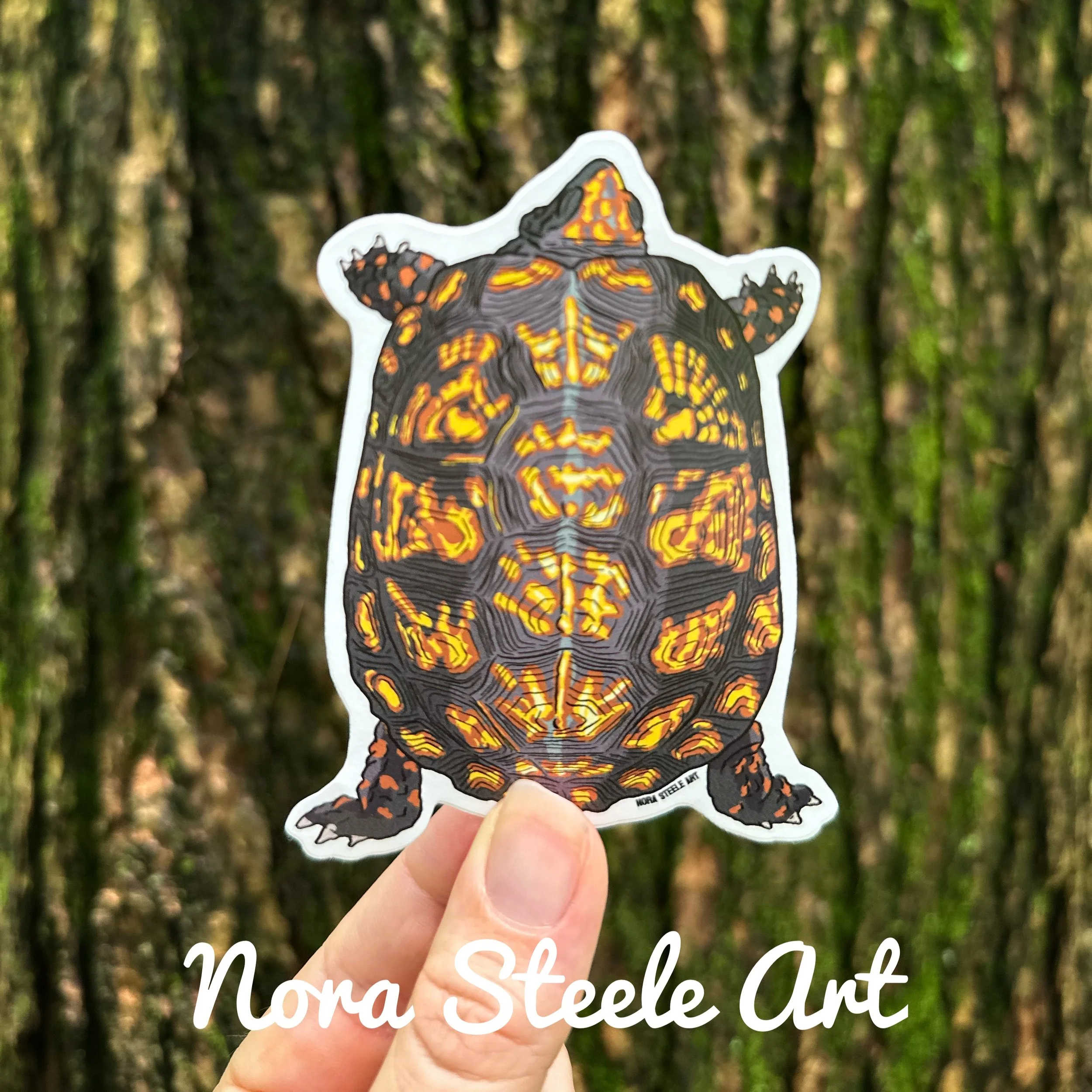Eastern box turtle sticker held up against a tree