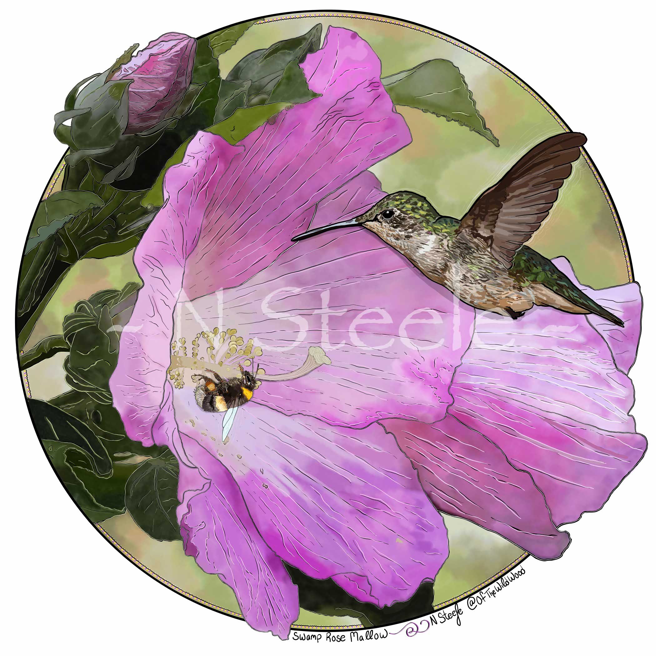 Swamp Rose Mallow and Ruby-throated Hummingbird