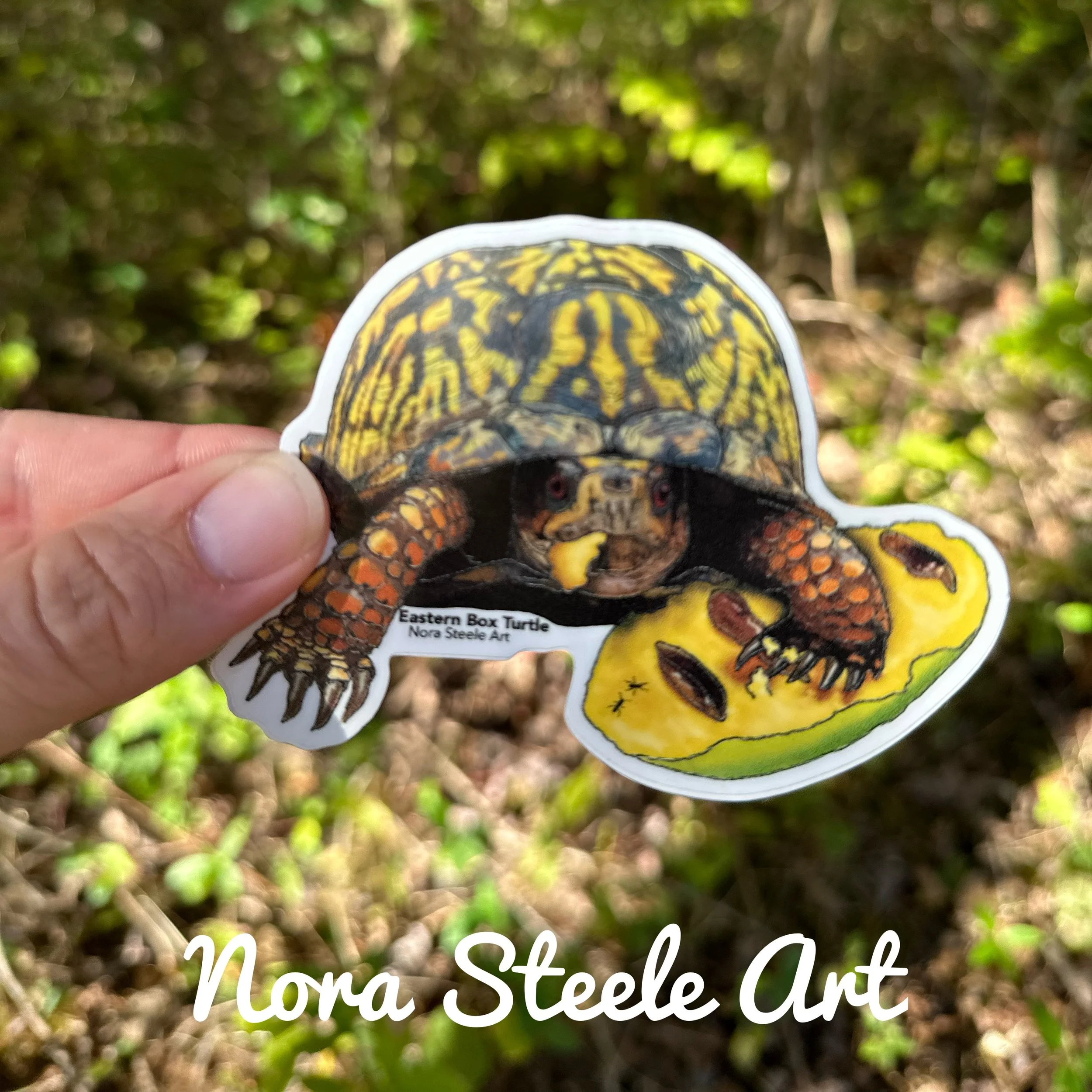 Waterproof Sticker - Eastern Box Turtle munching on Pawpaw