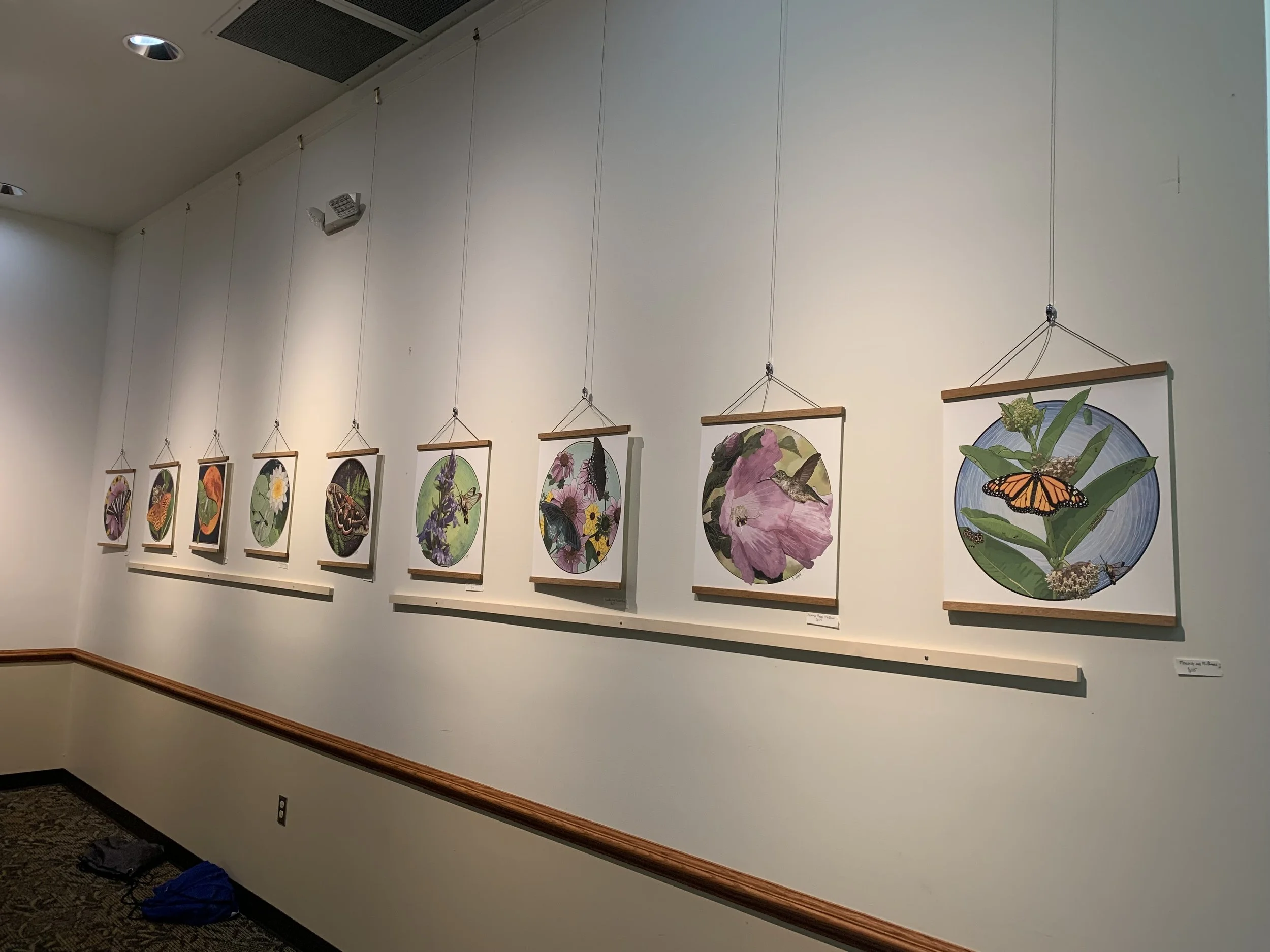 A series of botanical illustrations of insects and flowers hanging on a gallery wall in a museum or art exhibit.